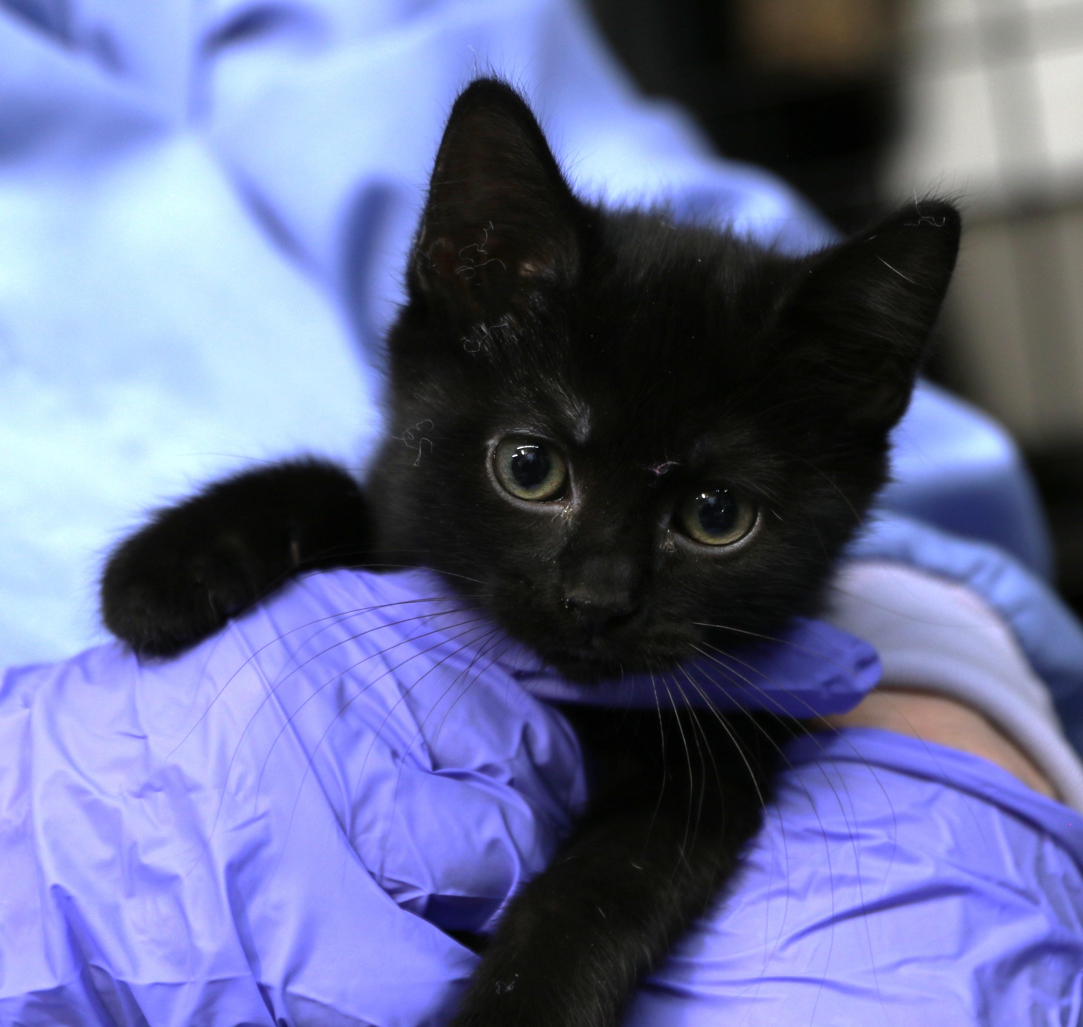 Hoshi, ADOPTABLE, Kitten Female Domestic Short Hair.