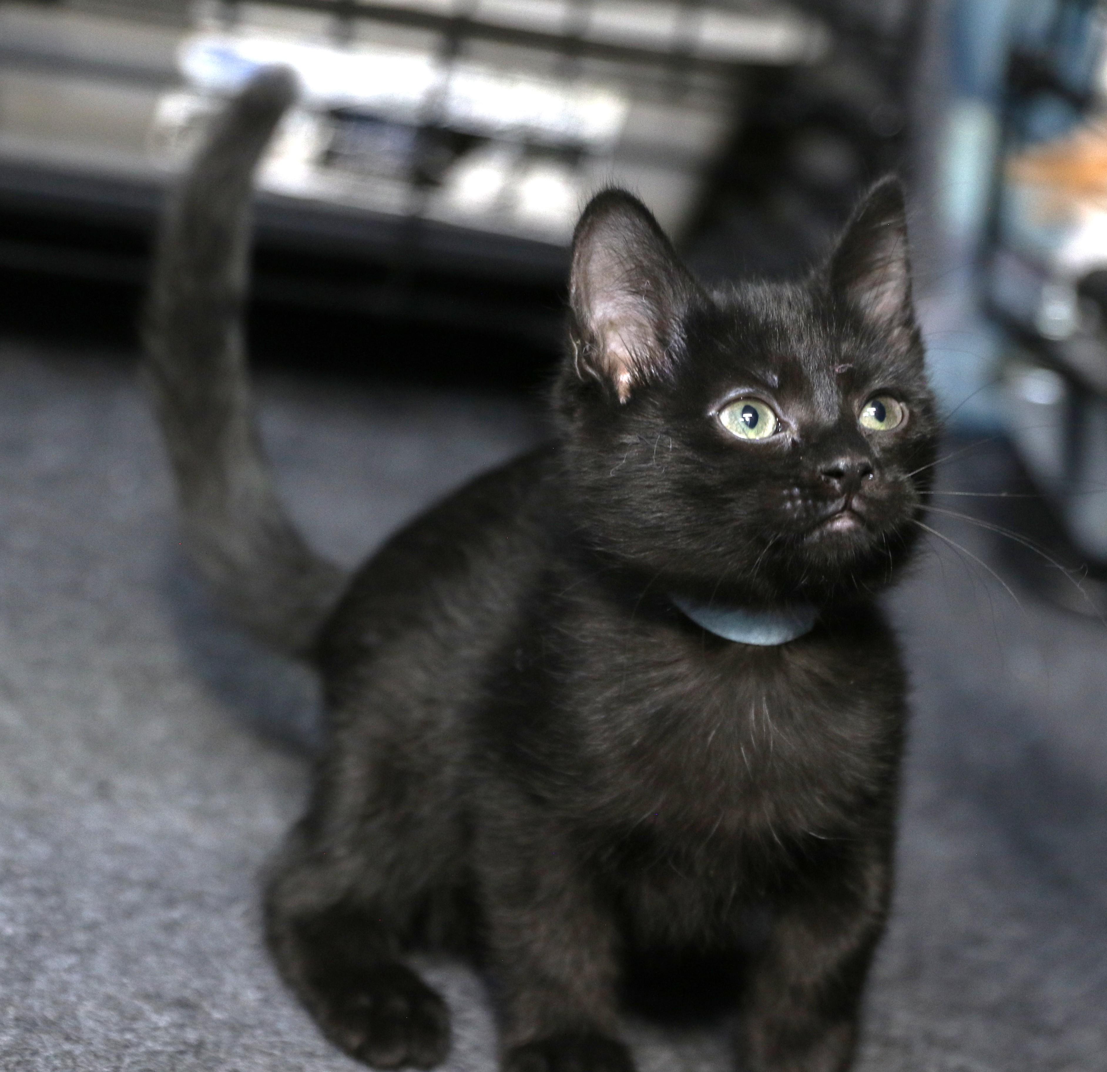 Hoshi, a ADOPTABLE Domestic Short Hair in Cut Bank, MT image 4/6
