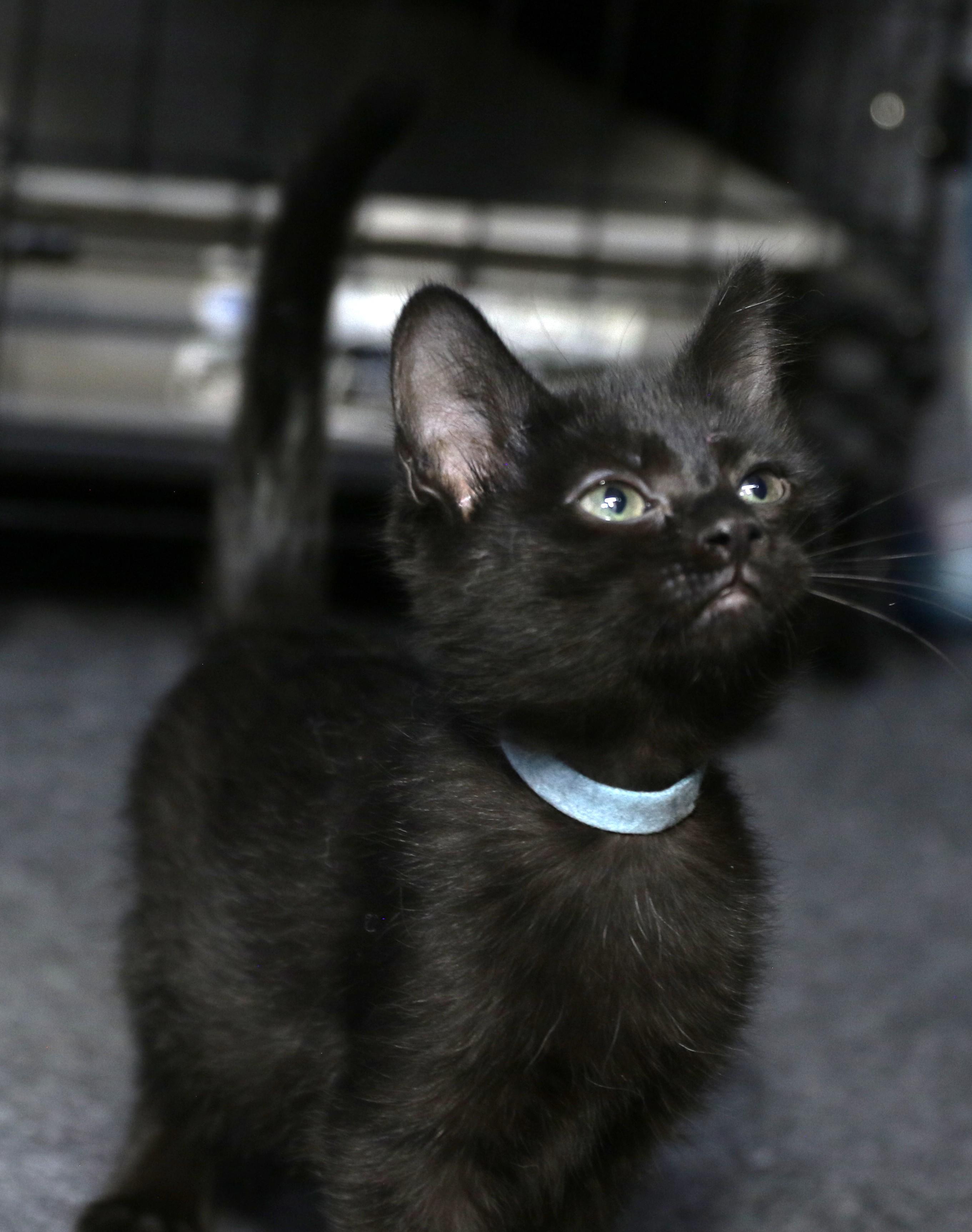 Hoshi, a ADOPTABLE Domestic Short Hair in Cut Bank, MT image 3/6