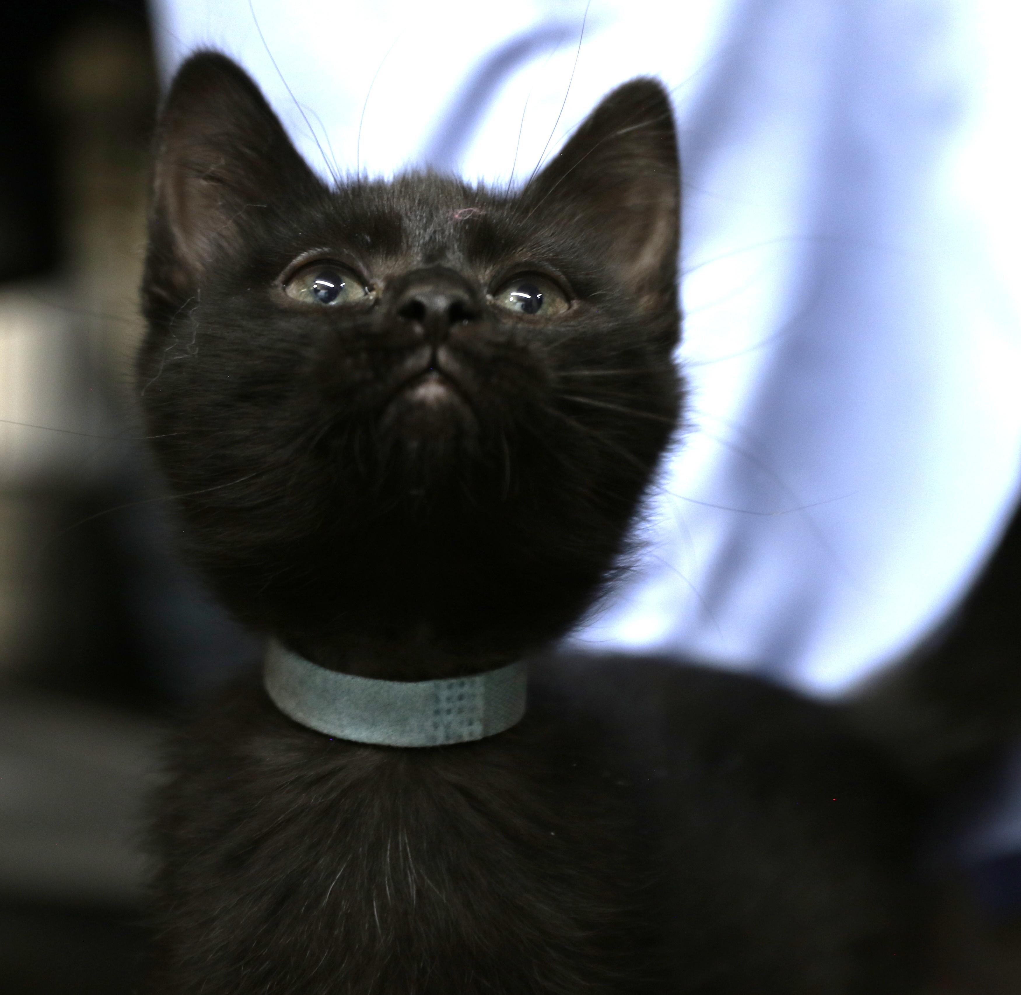 Hoshi, a ADOPTABLE Domestic Short Hair in Cut Bank, MT image 6/6