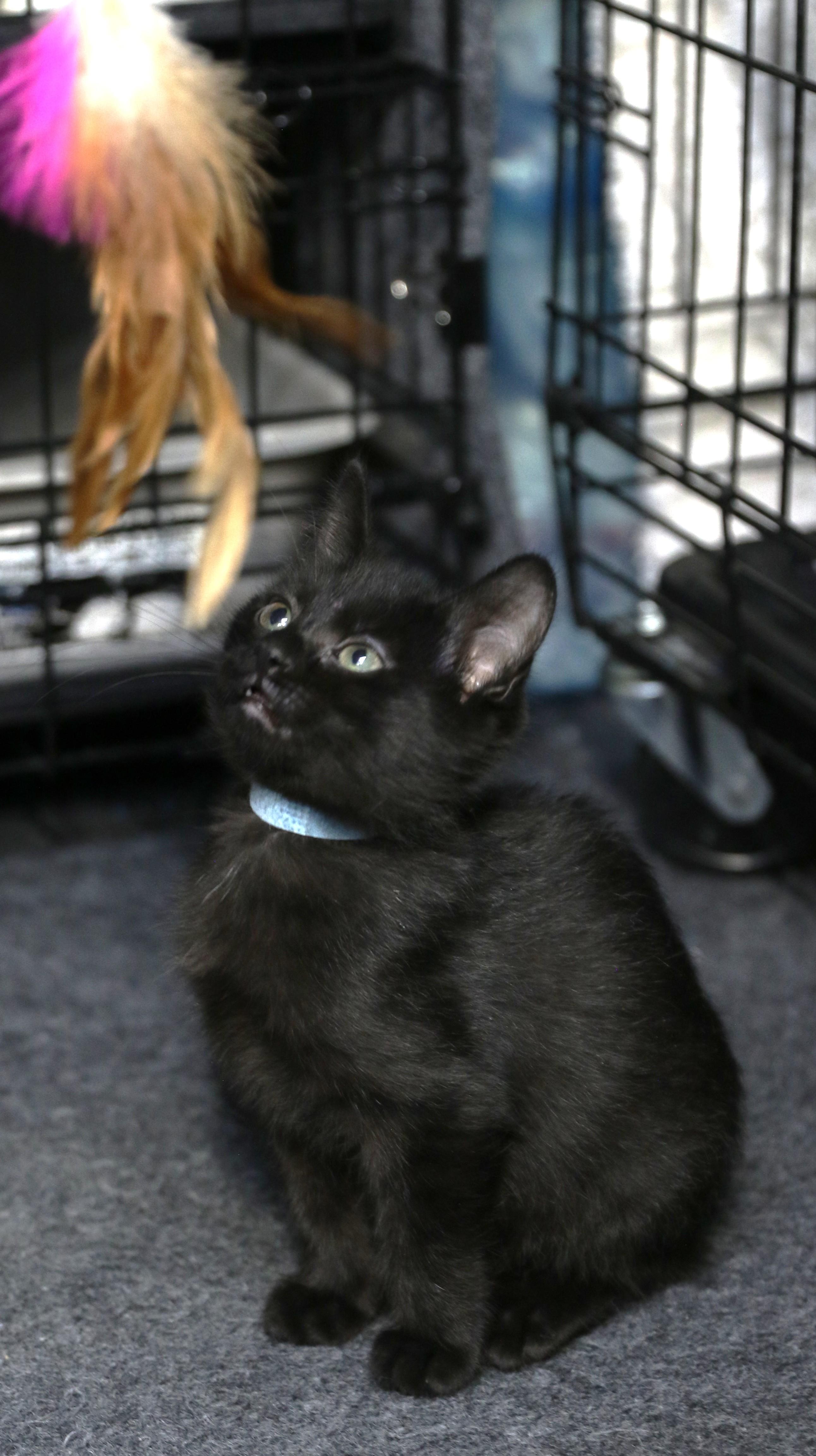 Hoshi, a ADOPTABLE Domestic Short Hair in Cut Bank, MT image 2/6