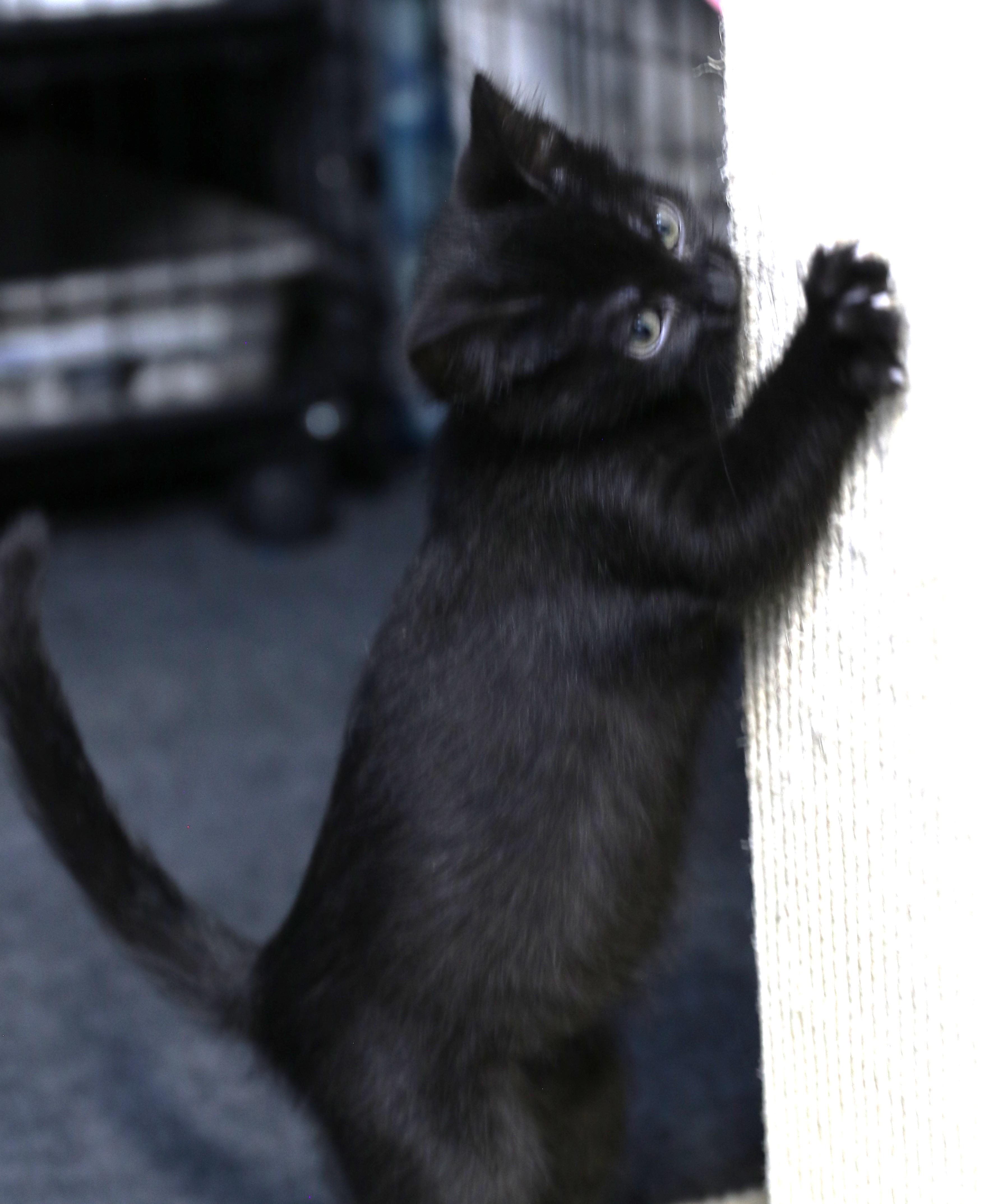 Hoshi, a ADOPTABLE Domestic Short Hair in Cut Bank, MT image 5/6