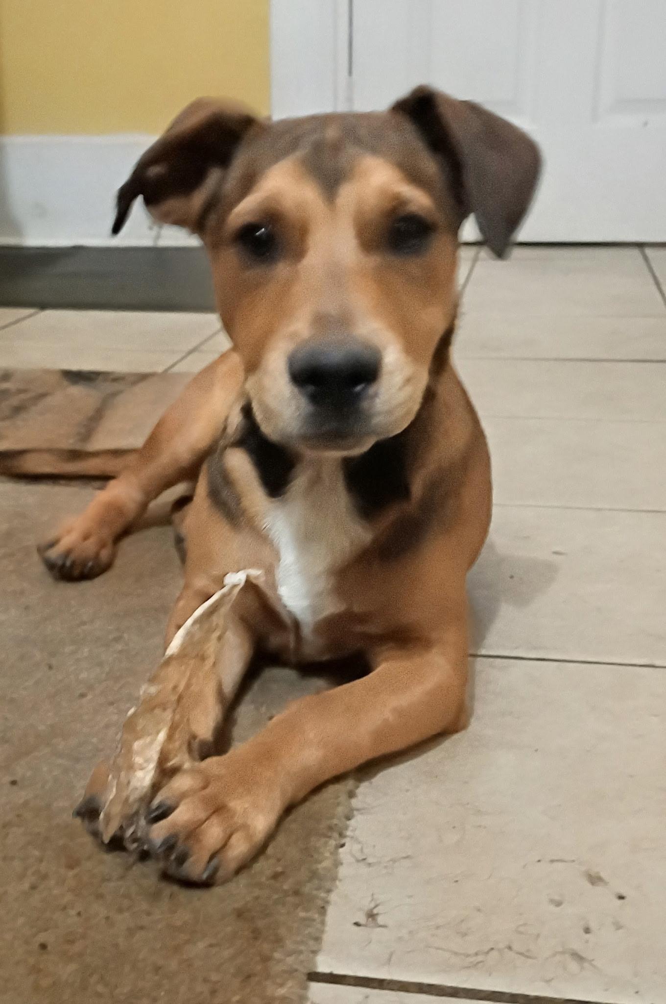 Enlarge Plum, a Adoption Pending mixed breed in phenix city, AL image 2/2