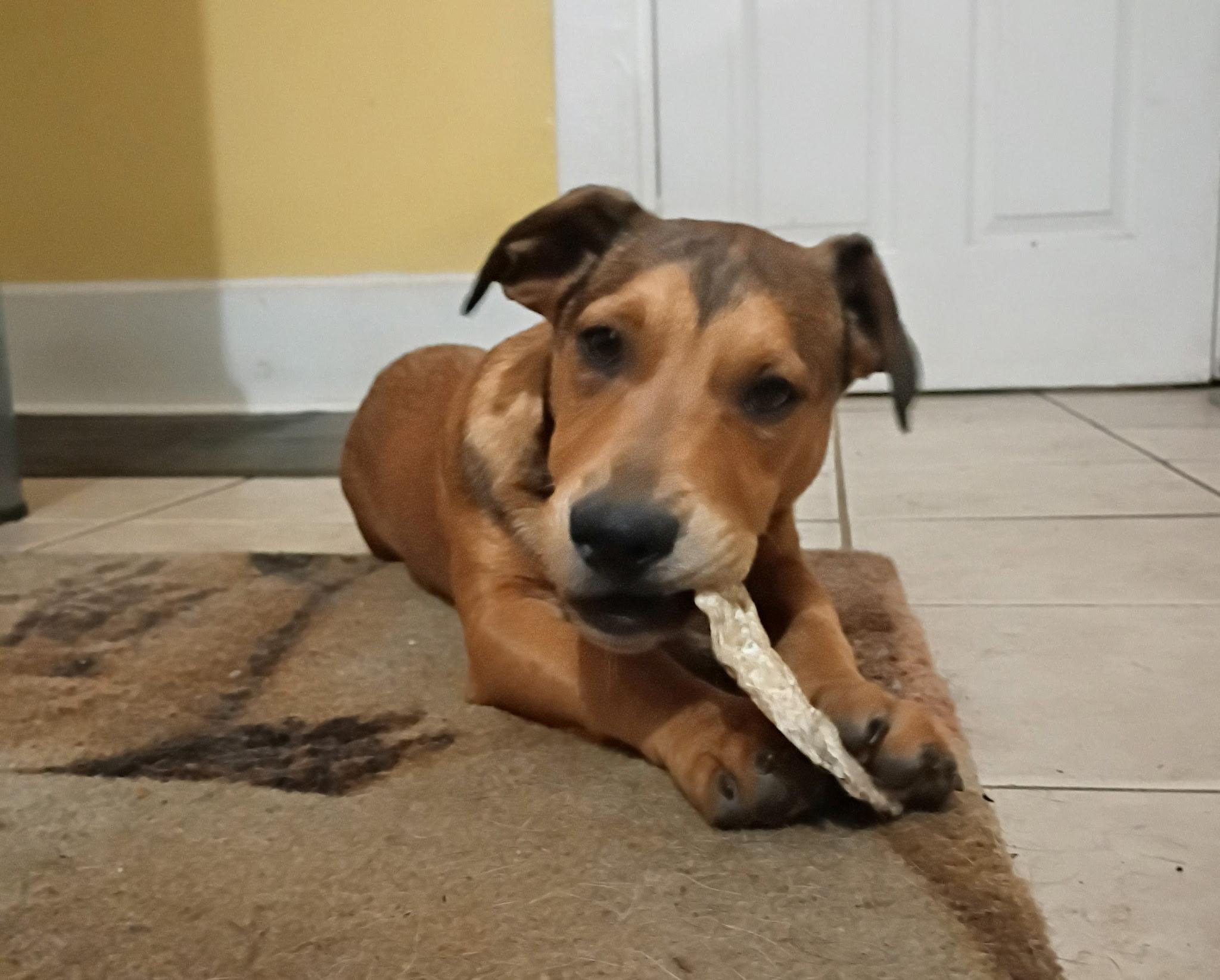 Plum, Adoptable, Puppy Male Dachshund.