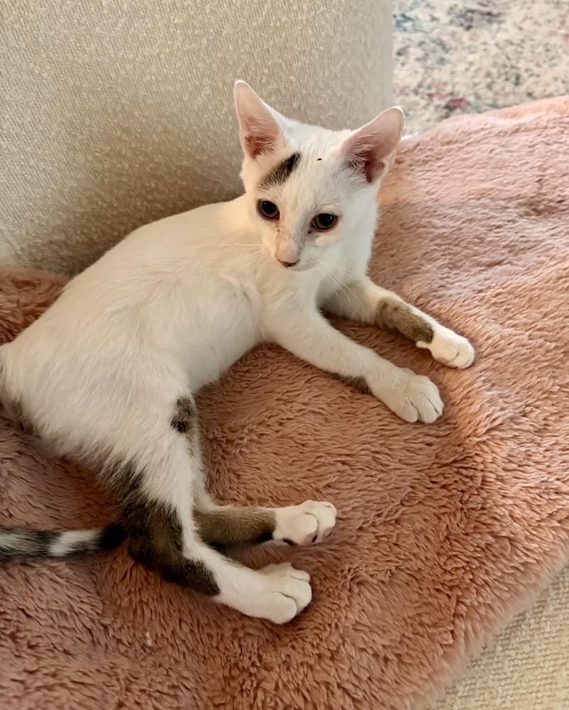 Enlarge Lucky Levi, a Adoptable Domestic Short Hair in Randolph, MA image 1/3