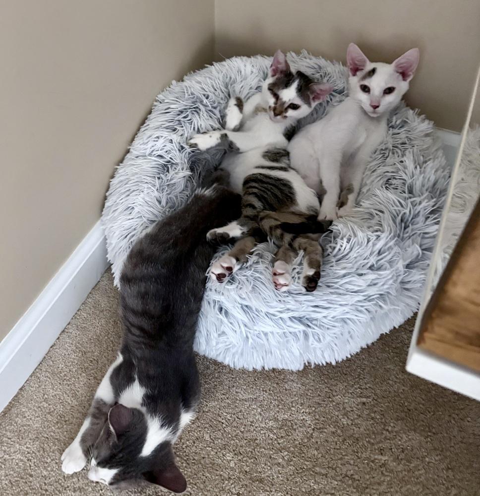 Enlarge Lucky Levi, a Adoptable Domestic Short Hair in Randolph, MA image 3/3