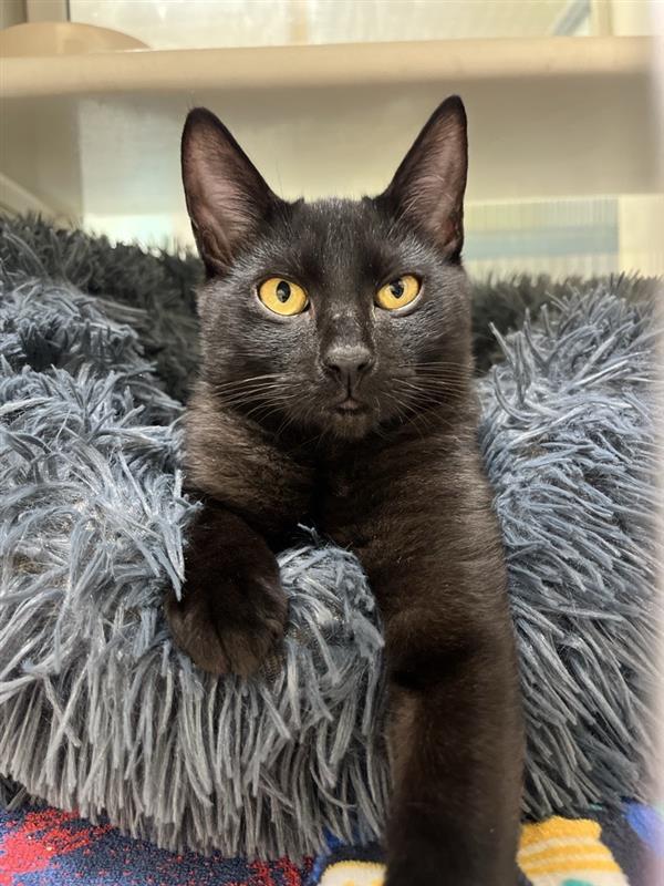 Enlarge Cowboy, a Adopted Domestic Short Hair in Elk Grove, CA image 1/3