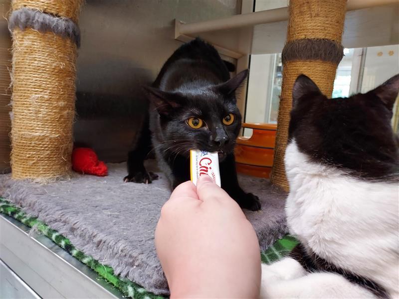 Enlarge Cowboy, a Adopted Domestic Short Hair in Elk Grove, CA image 2/3