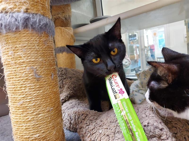 Enlarge Cowboy, a Adopted Domestic Short Hair in Elk Grove, CA image 3/3