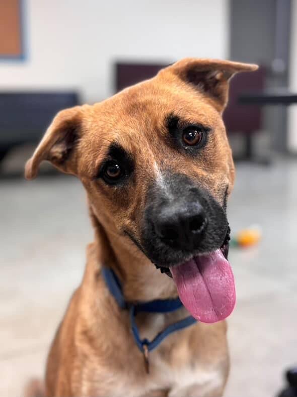 Oxford, Adoptable, Adult Male Shepherd.