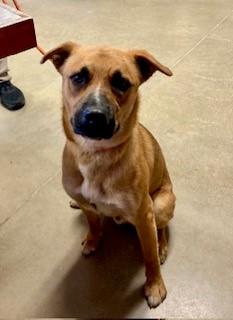 Enlarge Oxford, a Adoptable mixed breed in Mason City, IA image 2/2