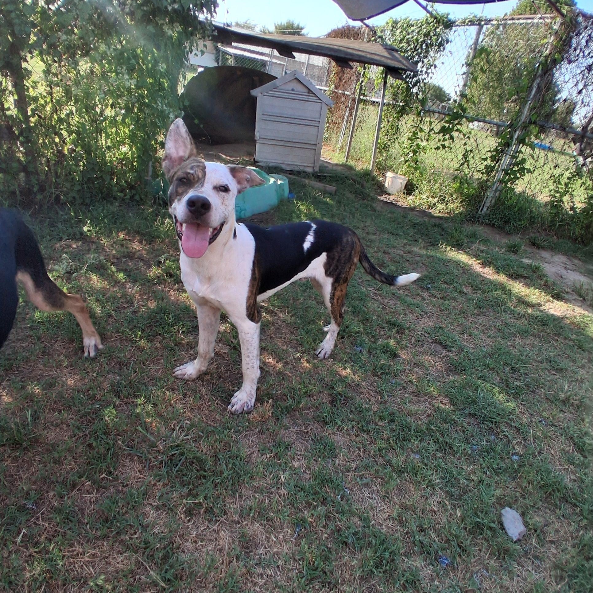Auggie, Adoptable, Young Male German Shepherd Dog & Pit Bull Terrier.
