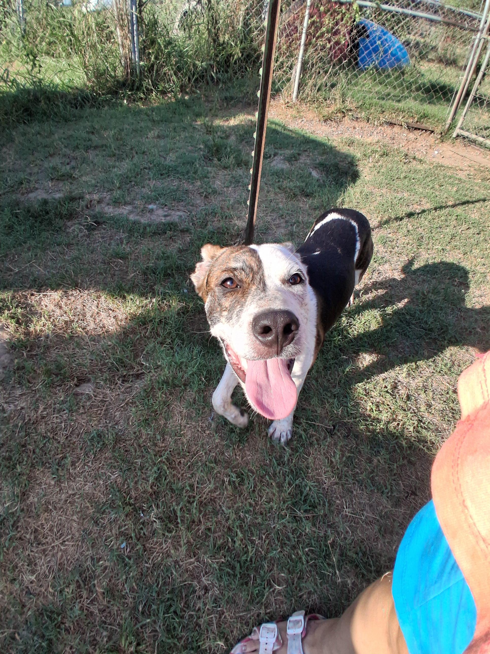 Enlarge Auggie, a Adoptable mixed breed in Manchester, NH image 6/6
