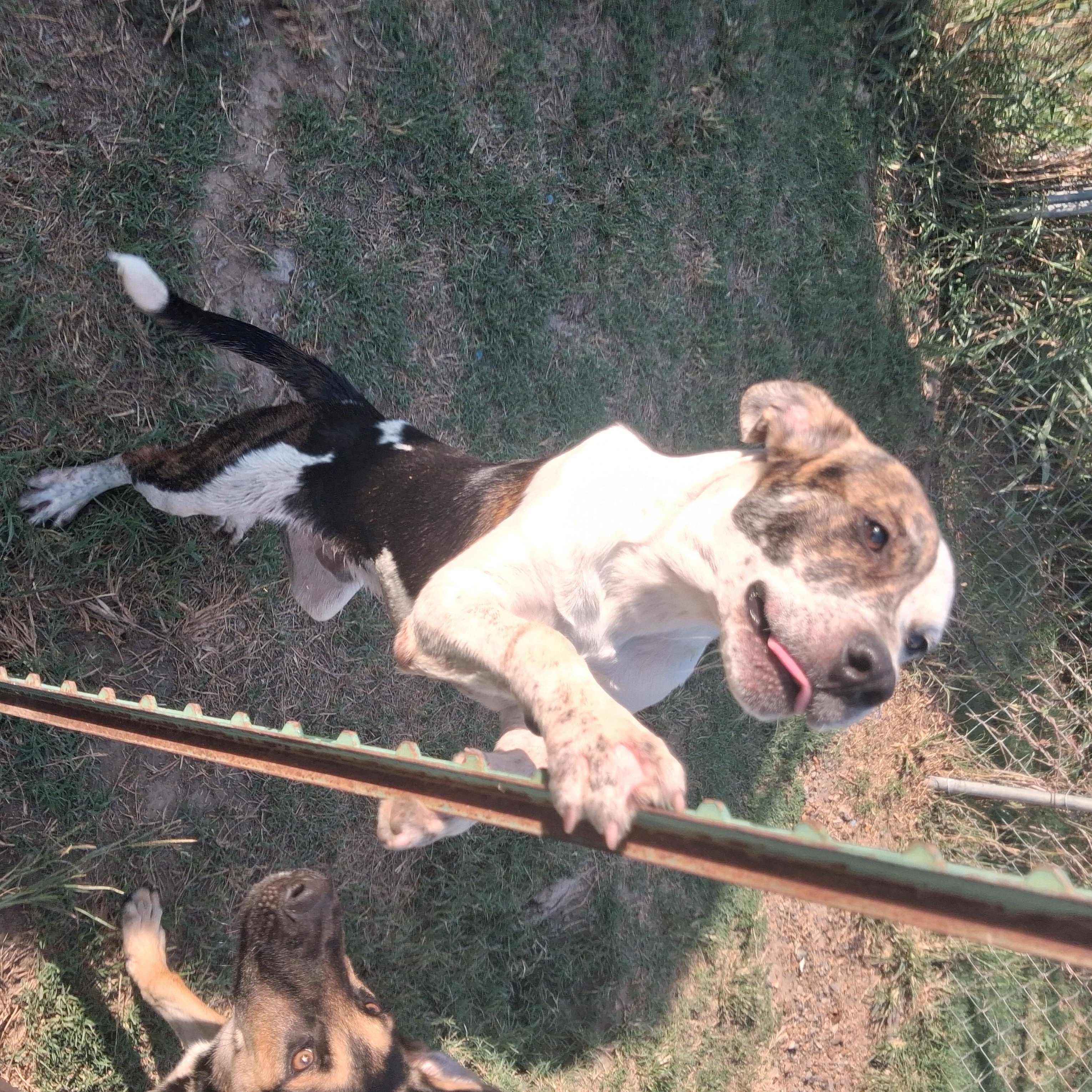 Enlarge Auggie, a Adoptable mixed breed in Manchester, NH image 5/6