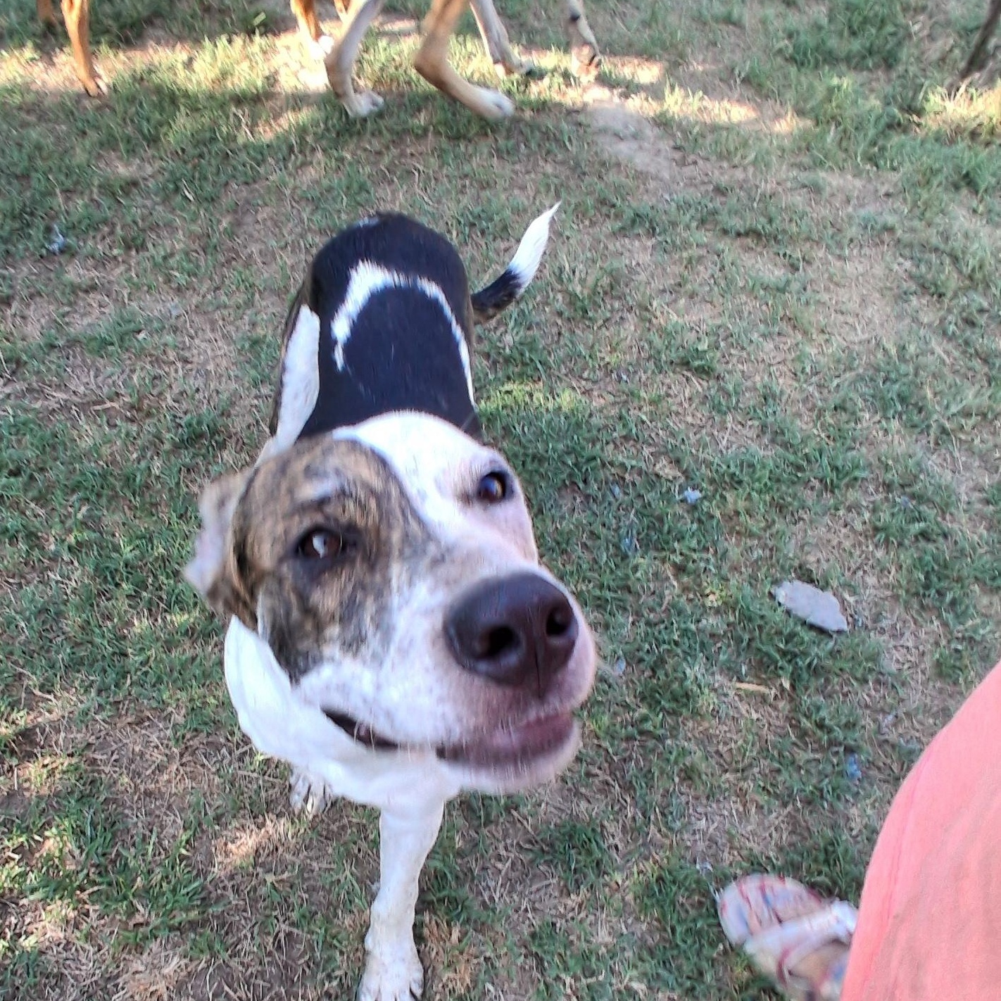 Enlarge Auggie, a Adoptable mixed breed in Manchester, NH image 2/6