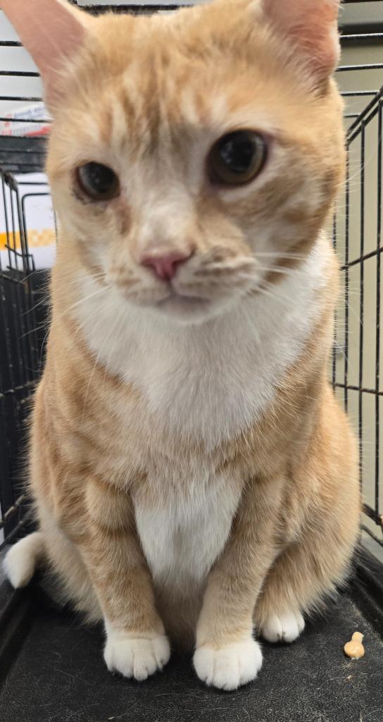 Sam, Adoptable, Adult Male Domestic Short Hair.