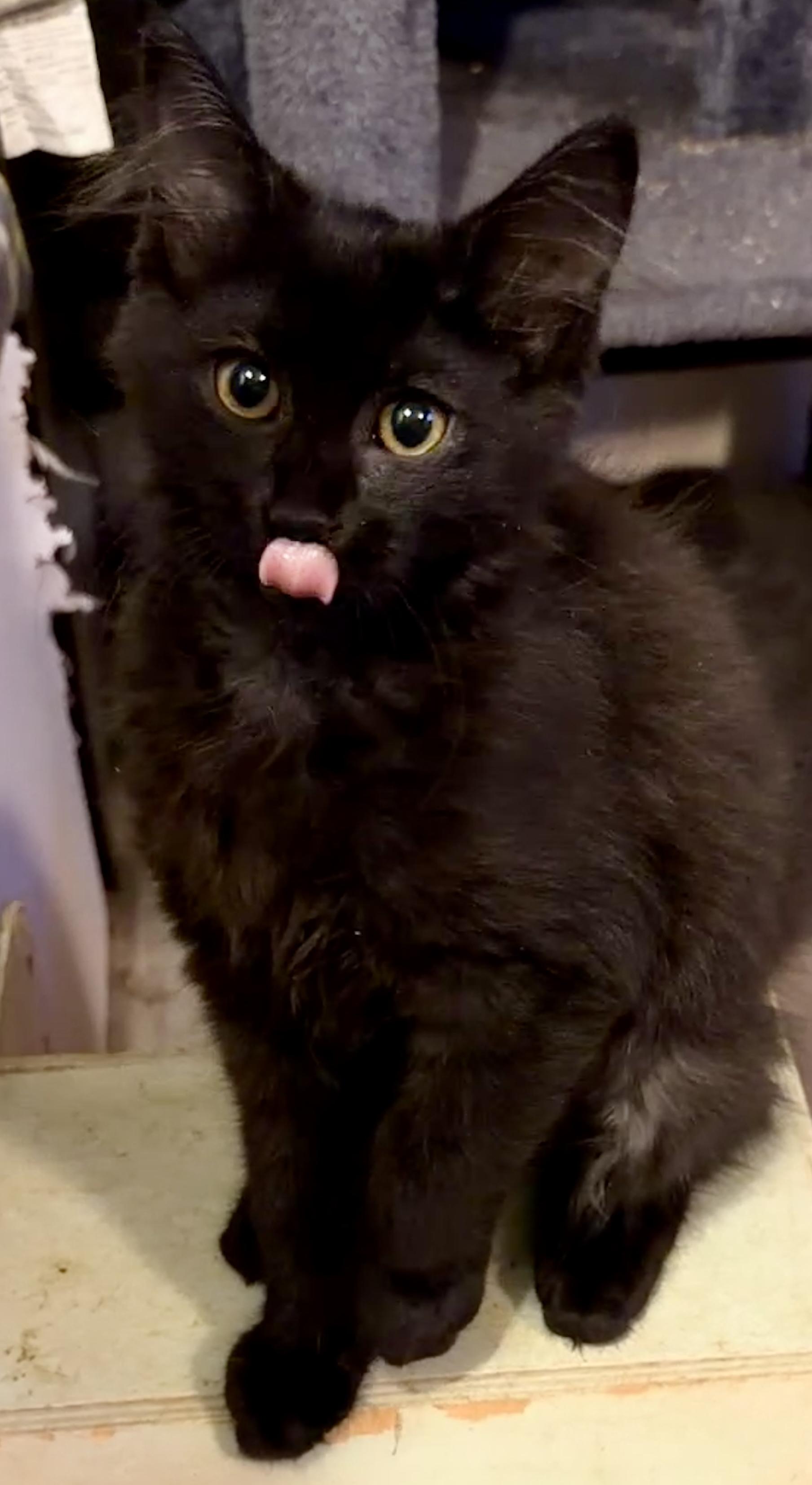 Enlarge Zacian, a Adoptable Domestic Medium Hair in Syracuse, NY image 2/4