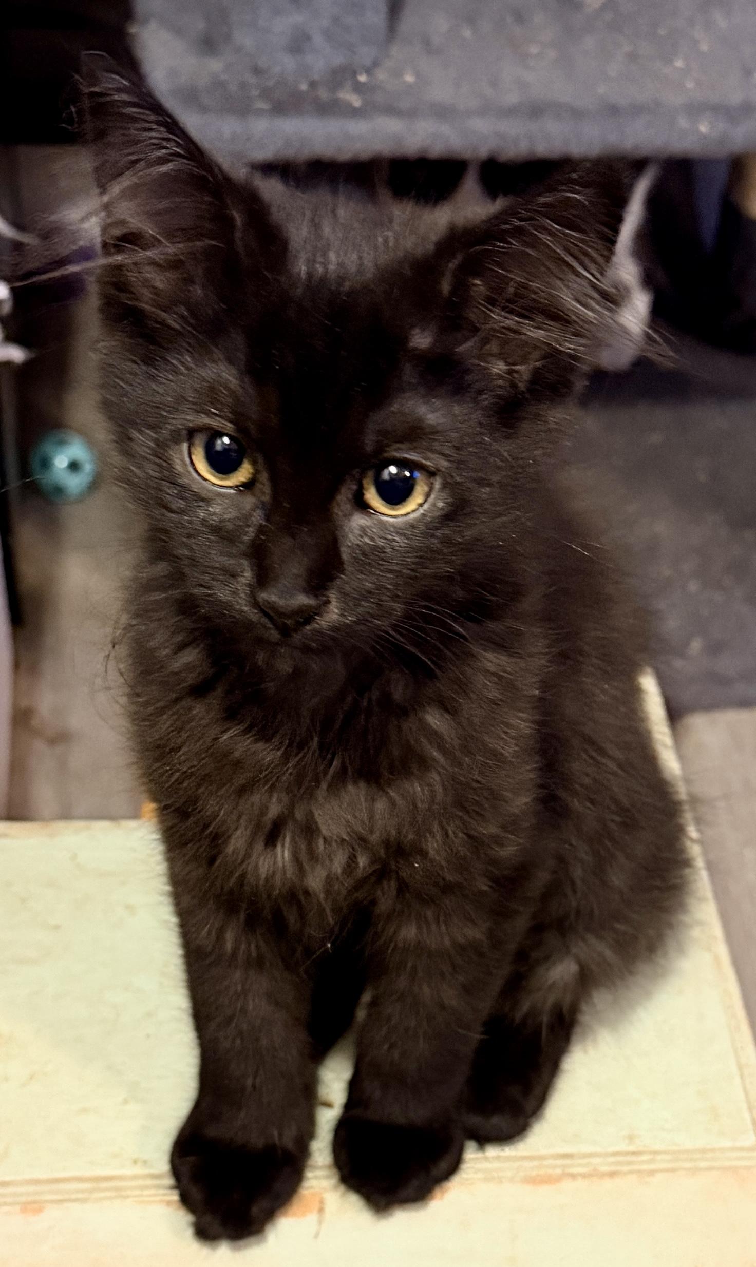 Enlarge Zacian, a Adoptable Domestic Medium Hair in Syracuse, NY image 3/4