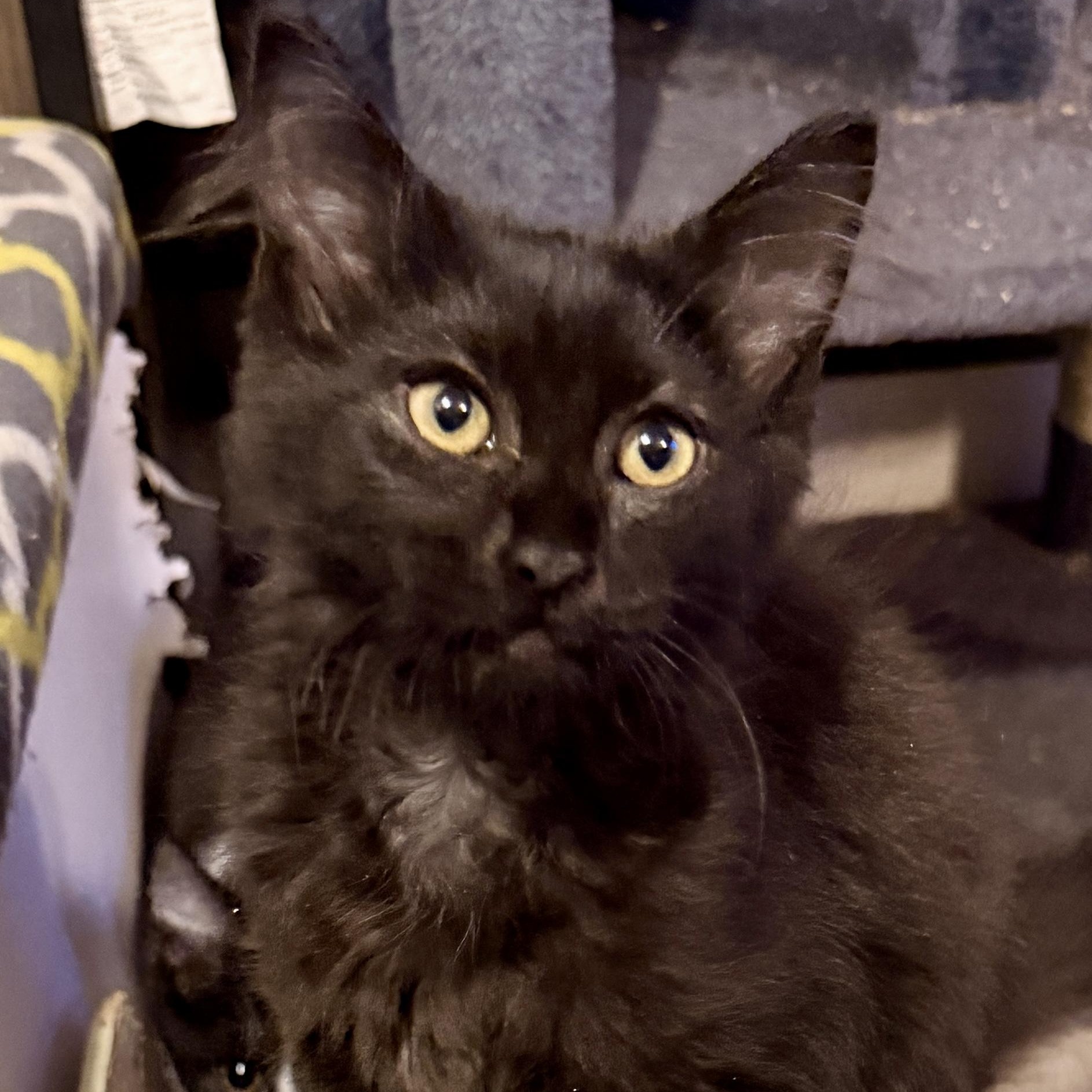Zacian, Adoptable, Kitten Female Domestic Medium Hair.