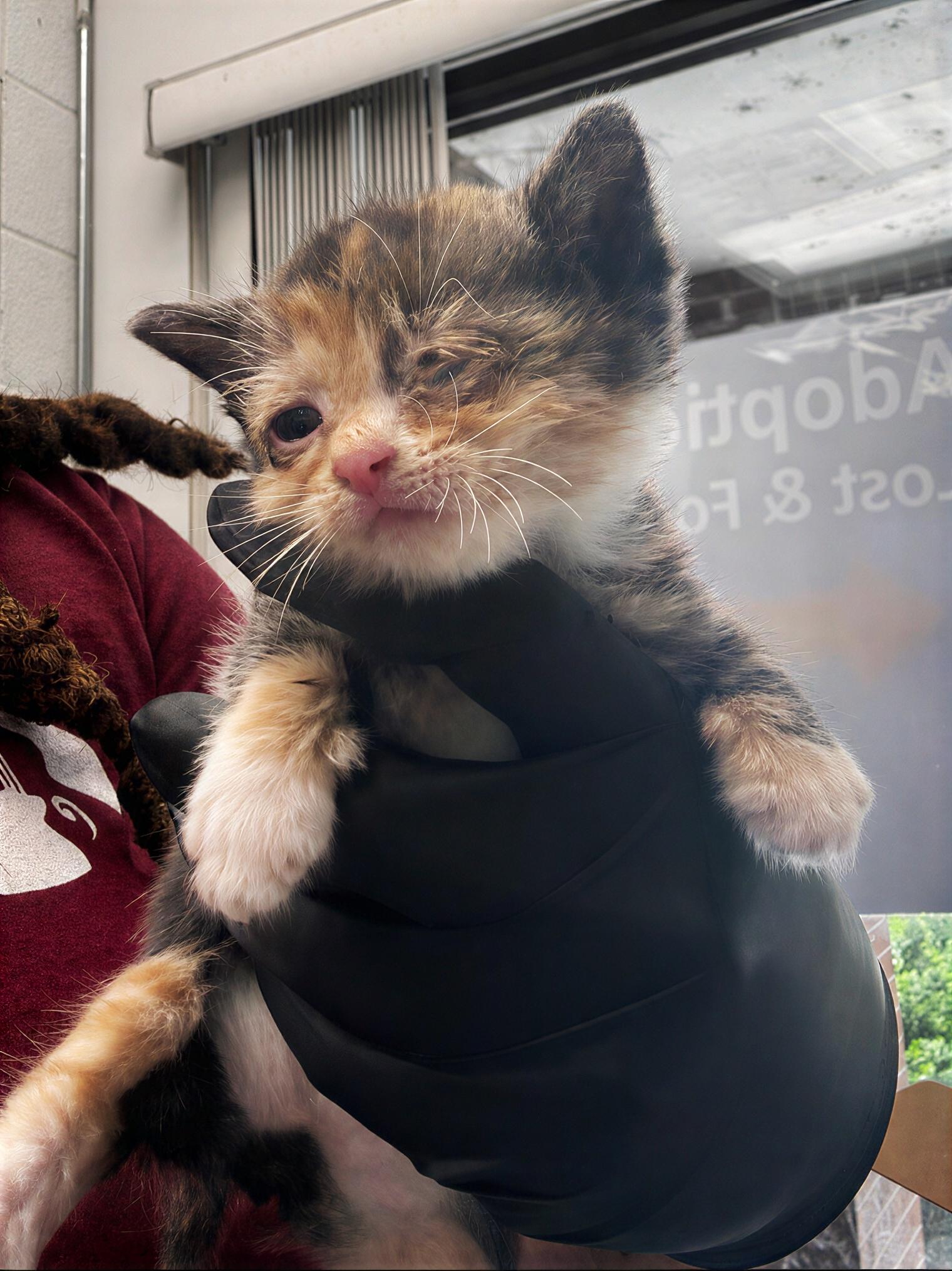 Enlarge Lucy, an adopted Domestic Short Hair in Nashville, TN image 1/1
