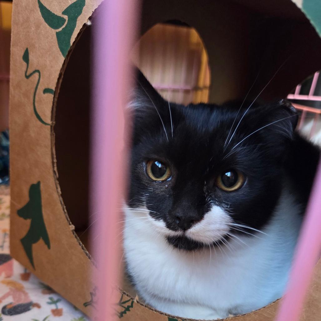 Ms. Priss, Adoptable, Kitten Female Domestic Short Hair.