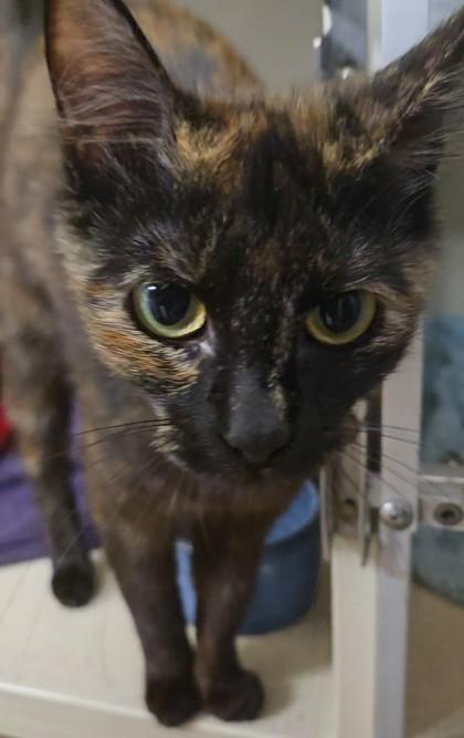 Pacific, Adopted, Adult Female Domestic Short Hair.