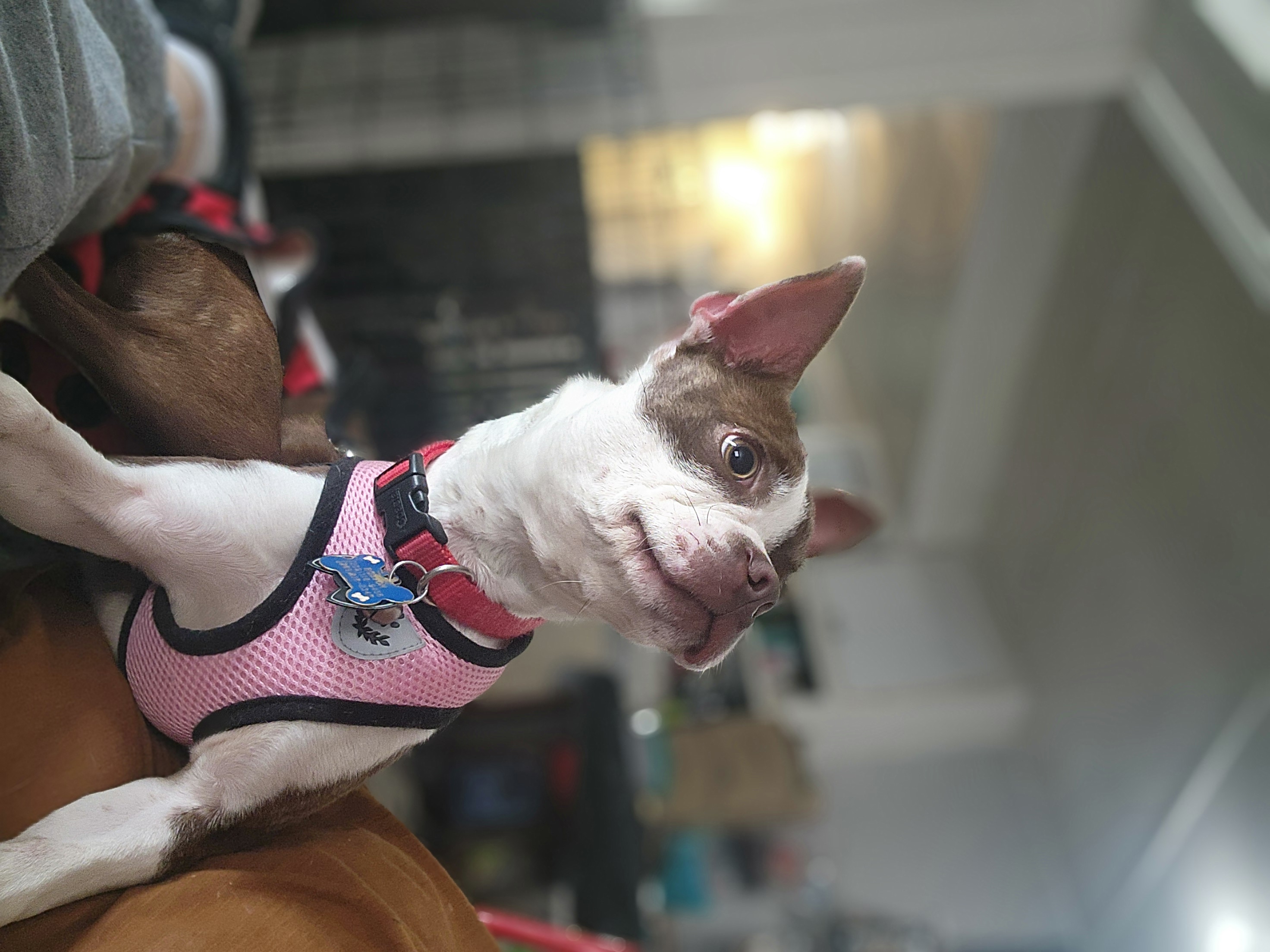 Boston, a Adoptable Boston Terrier in modesto, CA image 2/3