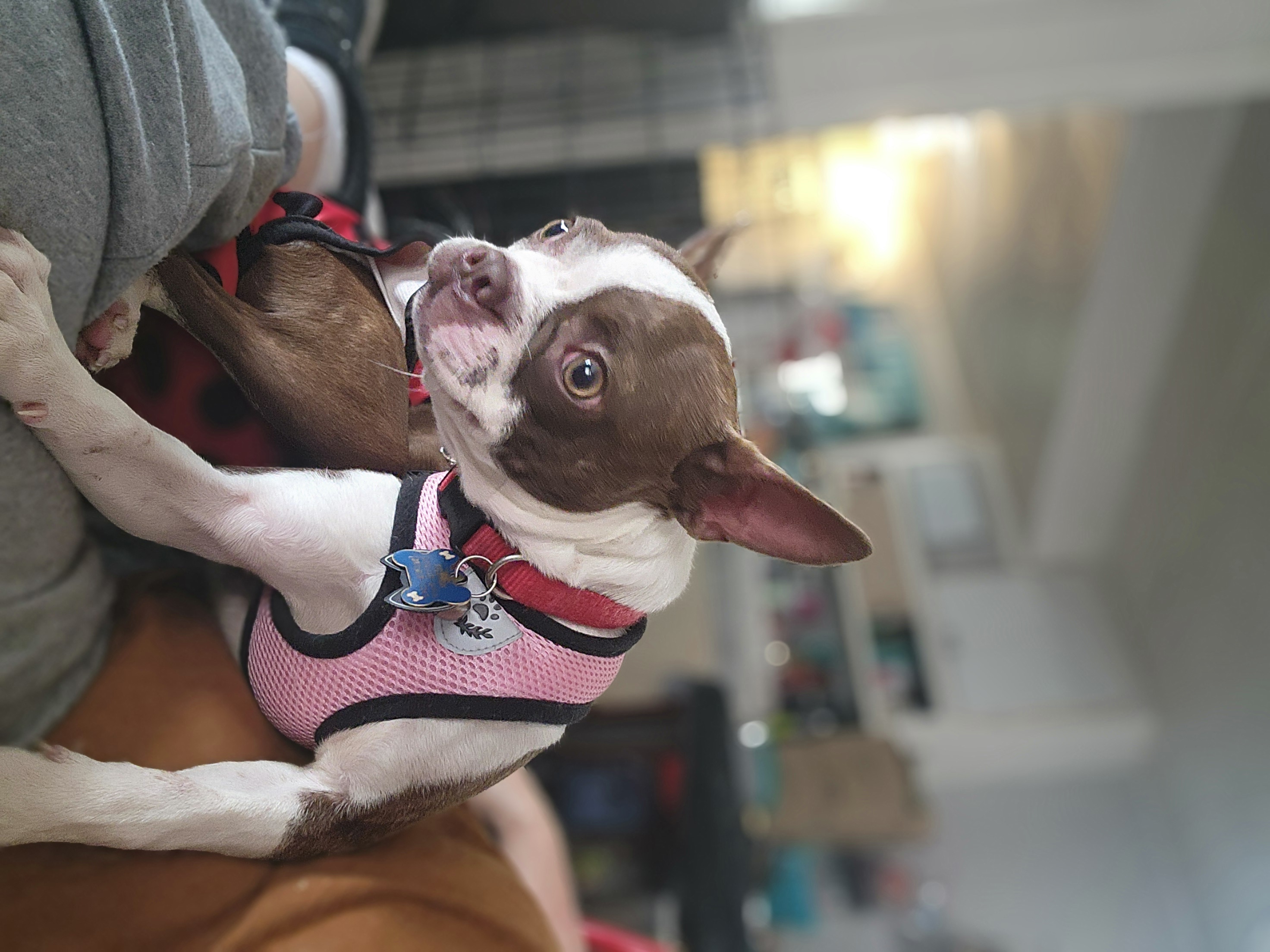 Boston, a Adoptable Boston Terrier in modesto, CA image 3/3