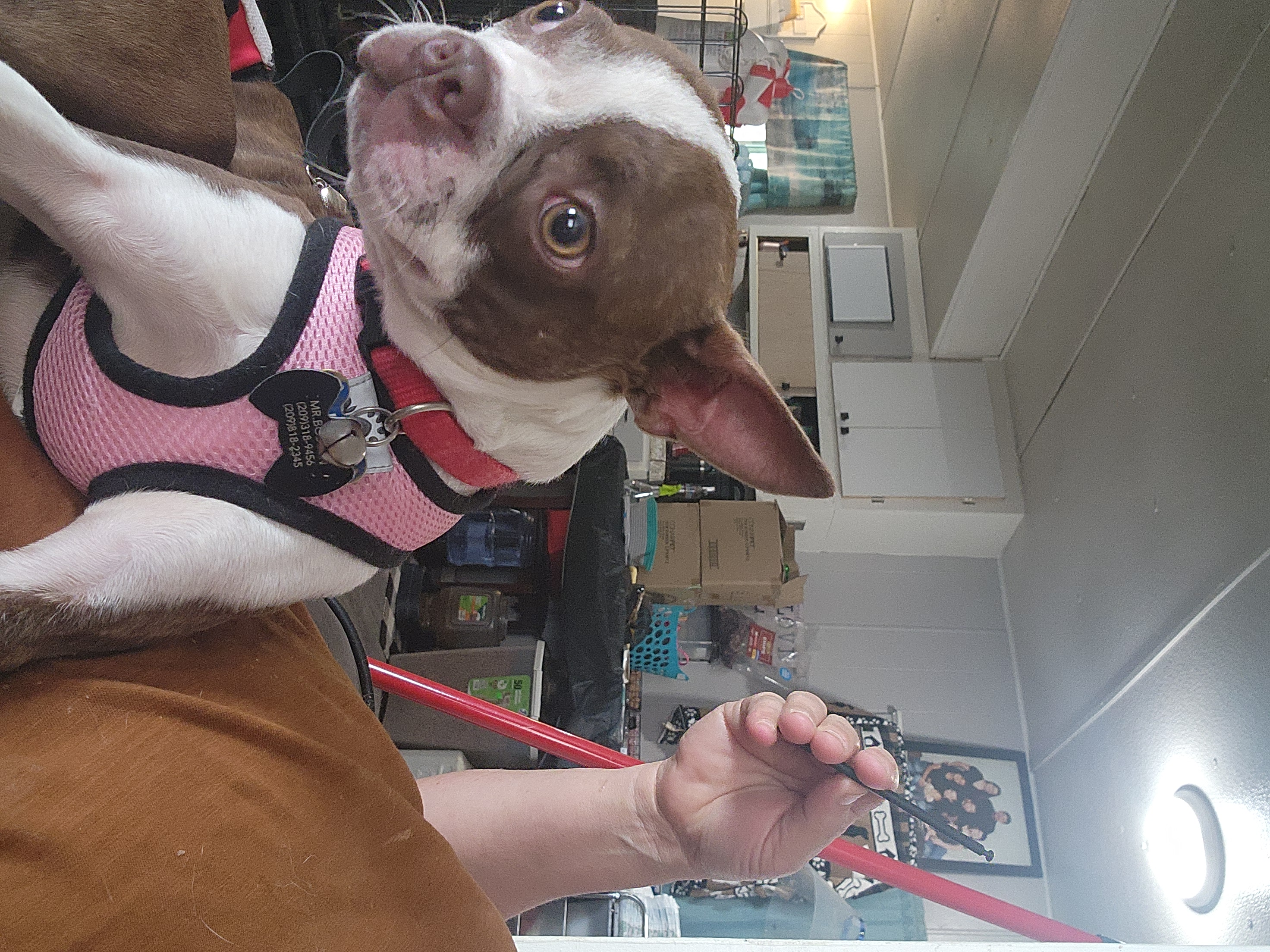 Boston, a Adoptable Boston Terrier in modesto, CA image 1/3