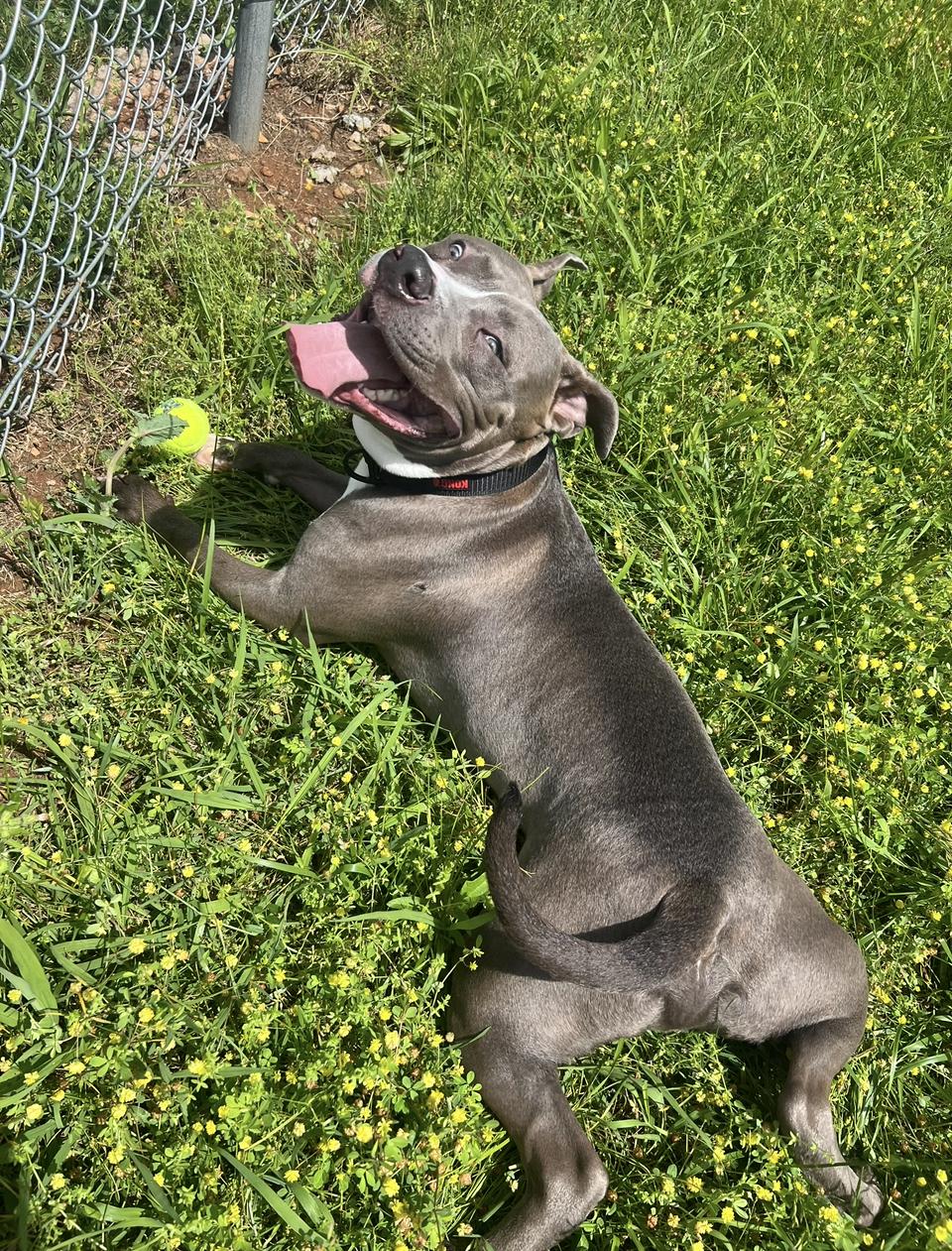 Enlarge Judge (Courtesy Post), an adopted American Staffordshire Terrier in Sylva, NC image 3/4