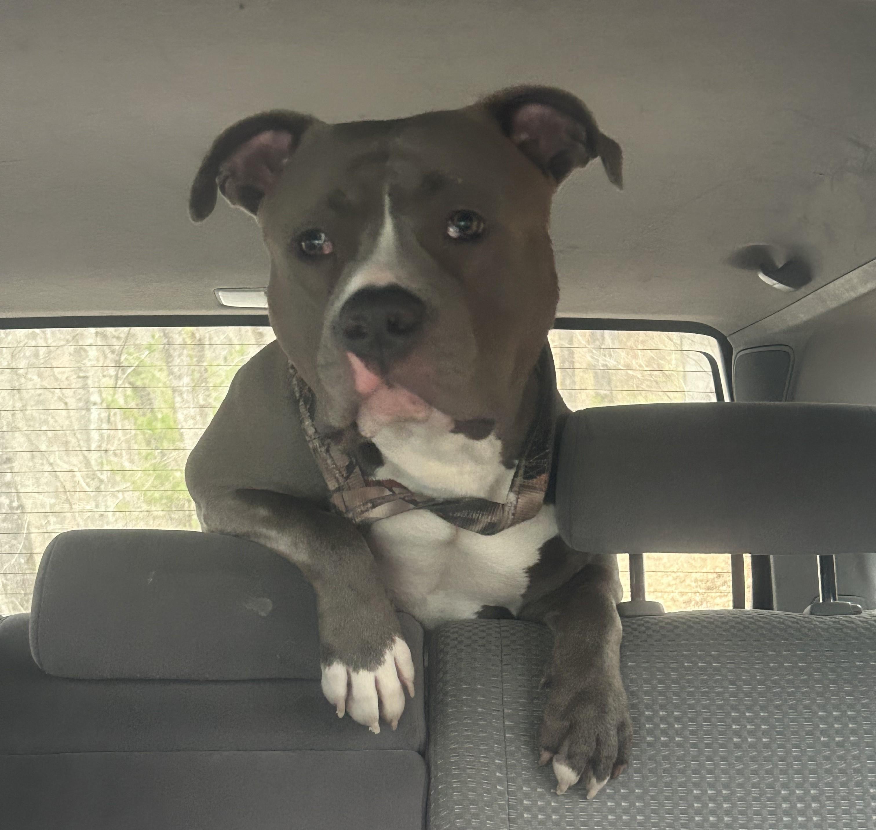 Enlarge Judge (Courtesy Post), an adopted American Staffordshire Terrier in Sylva, NC image 1/4