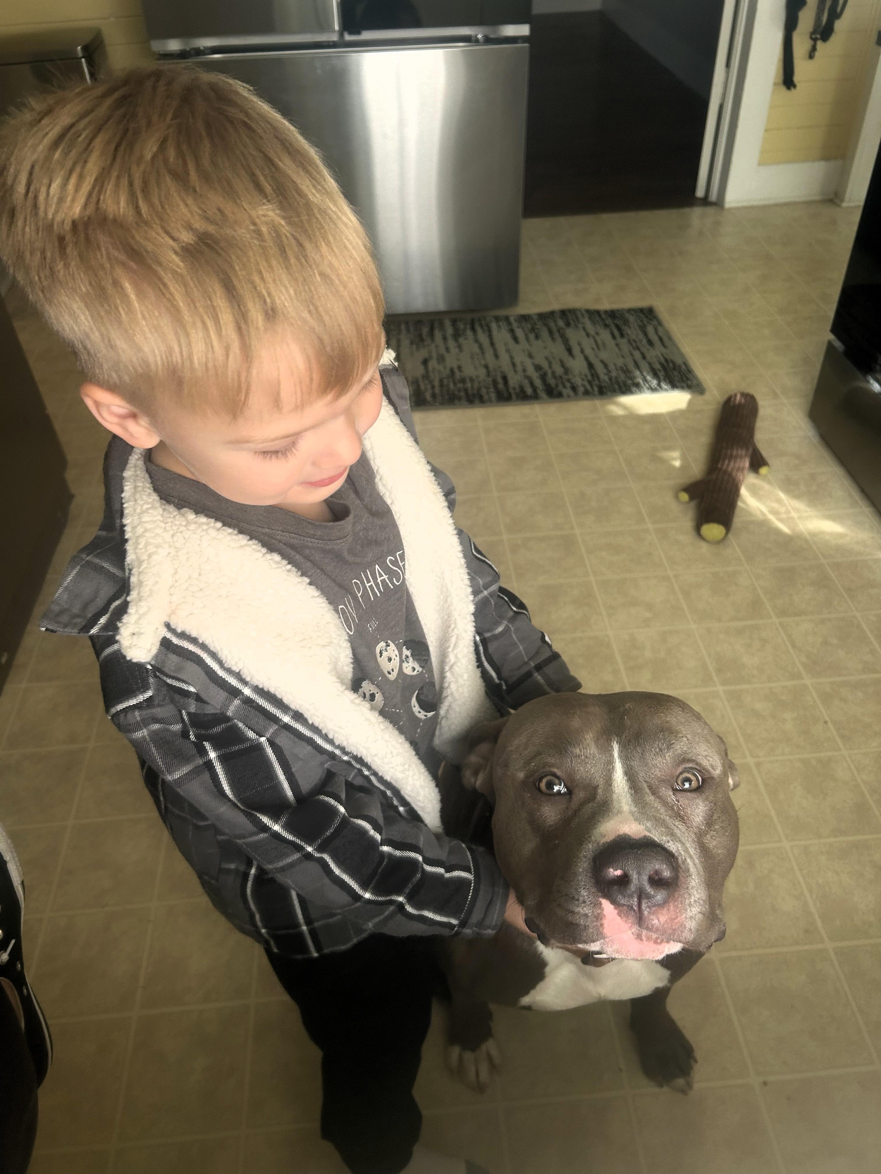 Enlarge Judge (Courtesy Post), an adopted American Staffordshire Terrier in Sylva, NC image 4/4