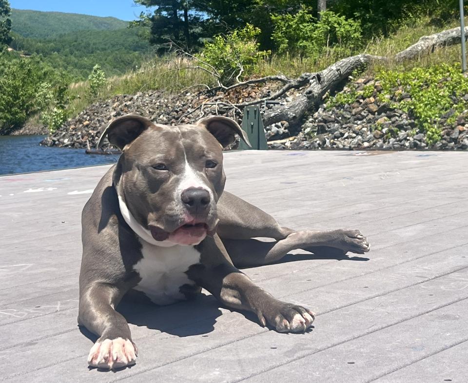 Enlarge Judge (Courtesy Post), an adopted American Staffordshire Terrier in Sylva, NC image 2/4