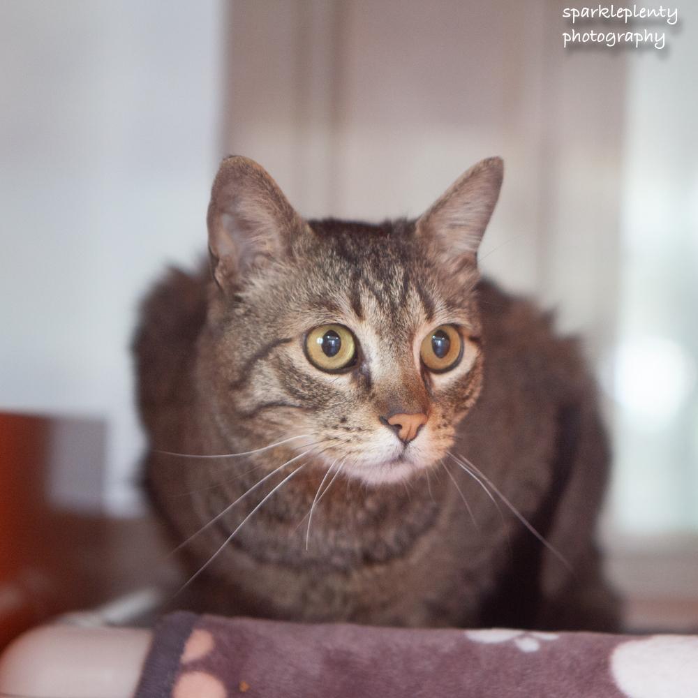 Ralphie, an adoptable Domestic Short Hair in Ridgefield, CT image 5/5