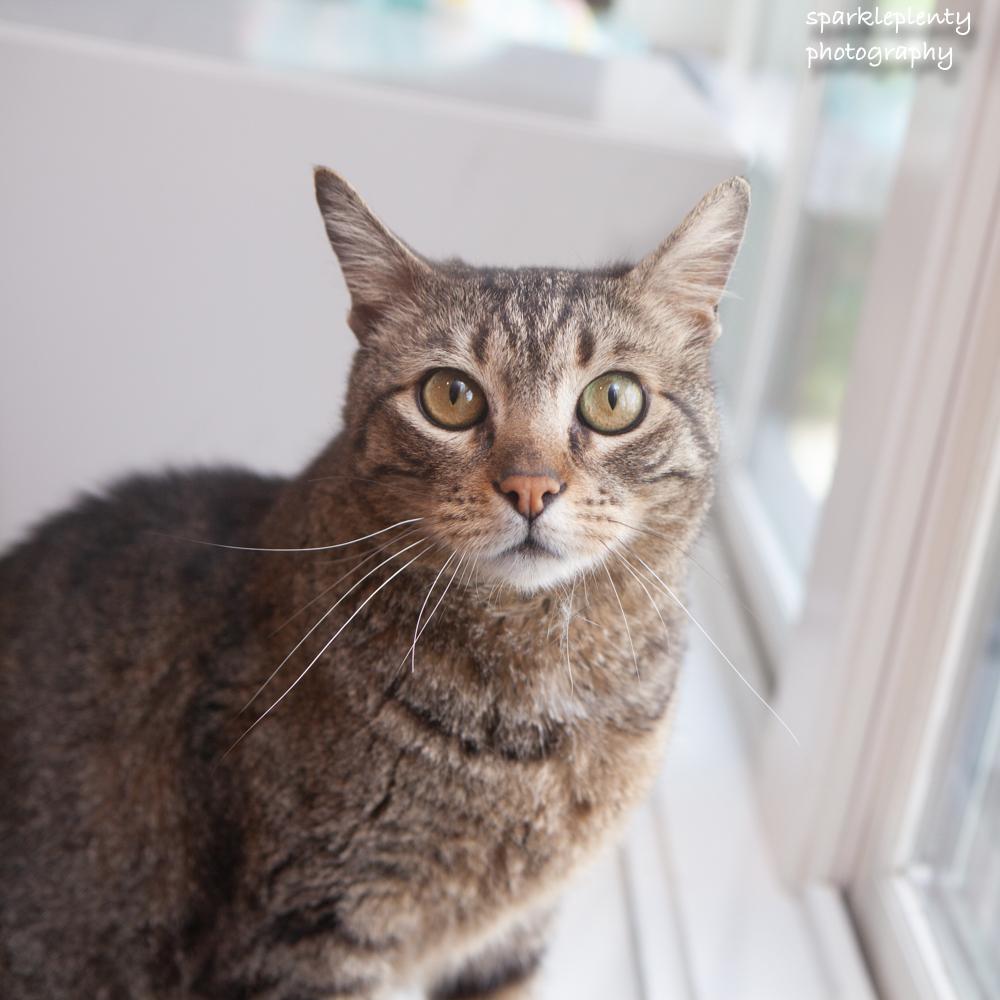 Ralphie, an adoptable Domestic Short Hair in Ridgefield, CT image 1/5