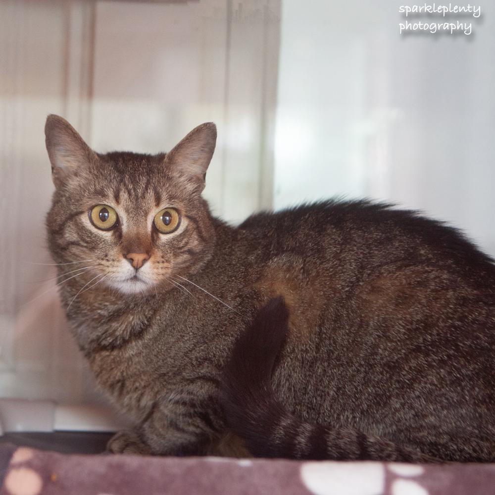 Ralphie, an adoptable Domestic Short Hair in Ridgefield, CT image 3/5