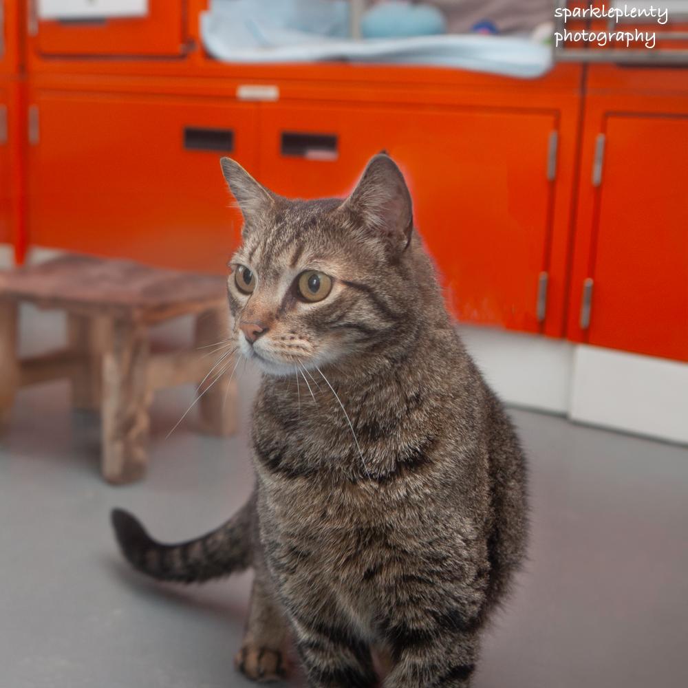 Ralphie, an adoptable Domestic Short Hair in Ridgefield, CT image 4/5