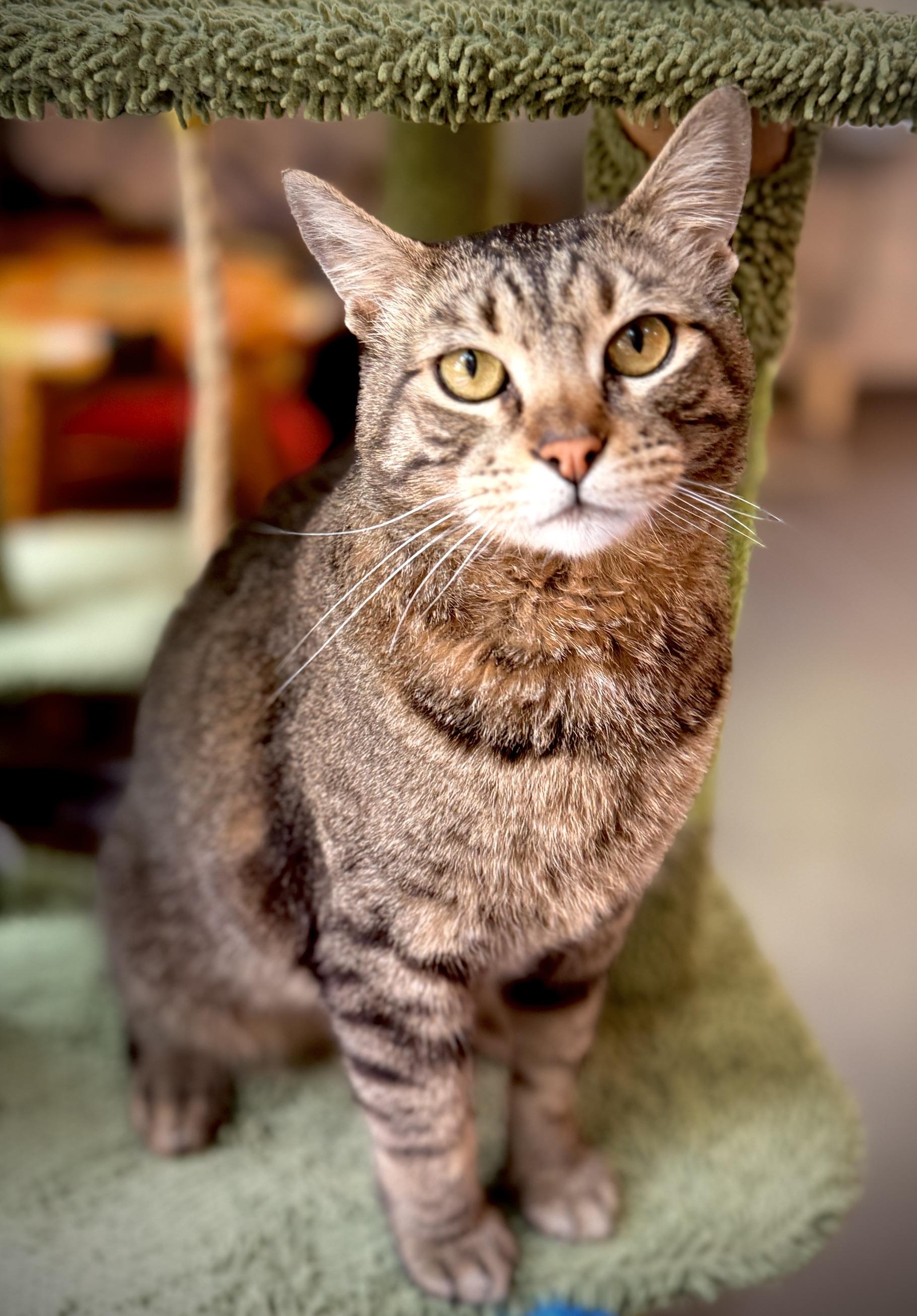 Ralphie, an adoptable Domestic Short Hair in Ridgefield, CT image 2/5