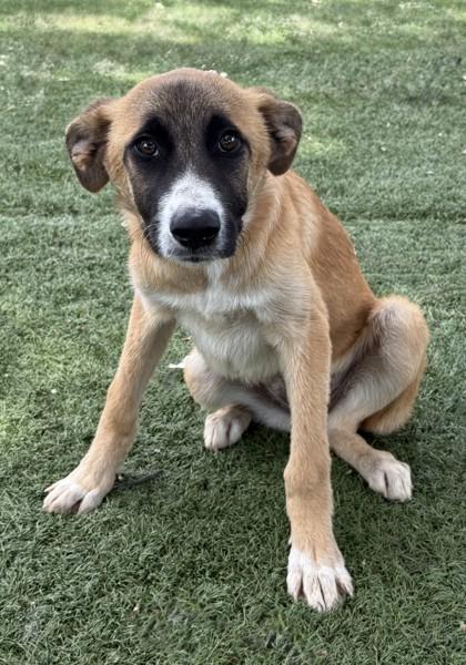 Gwenda, a ADOPTABLE mixed breed in Red Bluff, CA image 2/4