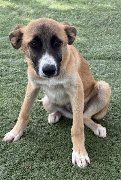 Gwenda, a ADOPTABLE mixed breed in Red Bluff, CA image 3/4