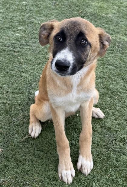 Gwenda, ADOPTABLE, Puppy Female Anatolian Shepherd.