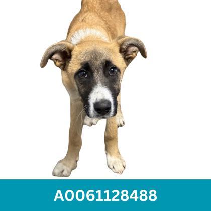 Gwenda, a ADOPTABLE mixed breed in Red Bluff, CA image 4/4