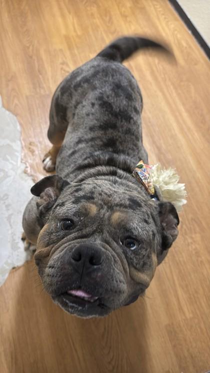 Enlarge Cindy Lou, a Adoptable mixed breed in Oklahoma City, OK image 2/2