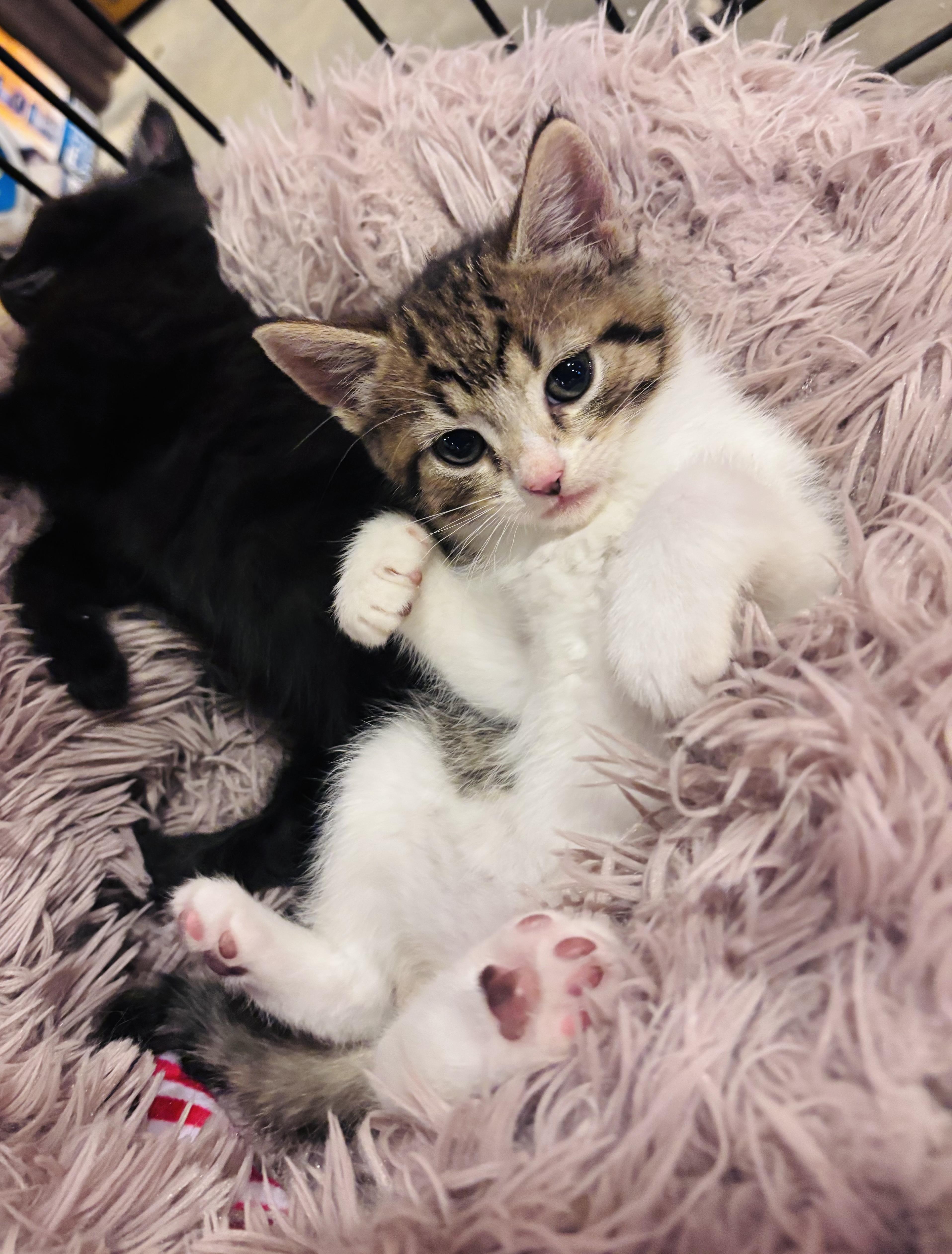 Enlarge Mackerel, an adopted Domestic Medium Hair in Salisbury, NC image 6/6