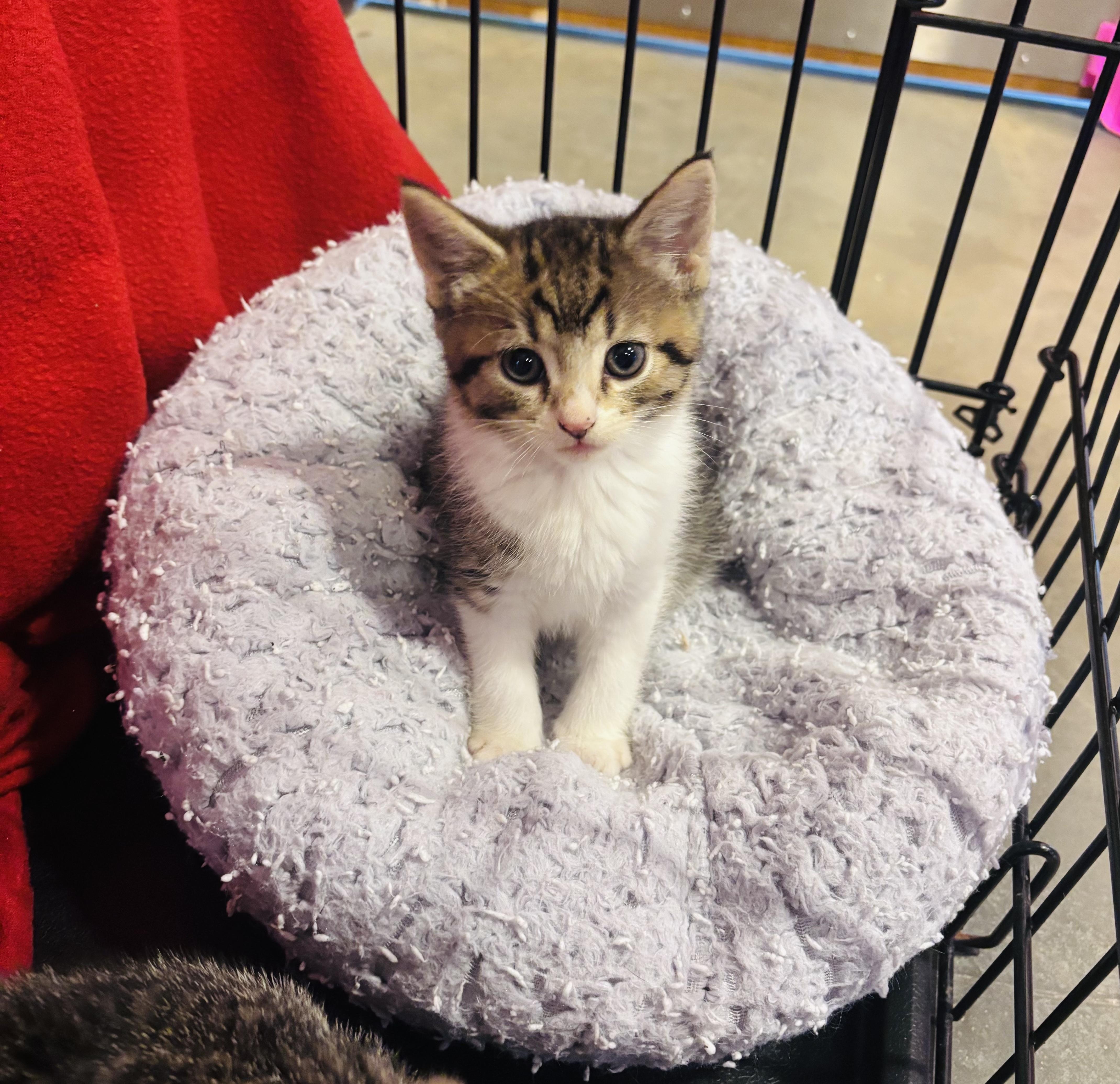 Enlarge Mackerel, an adopted Domestic Medium Hair in Salisbury, NC image 2/6