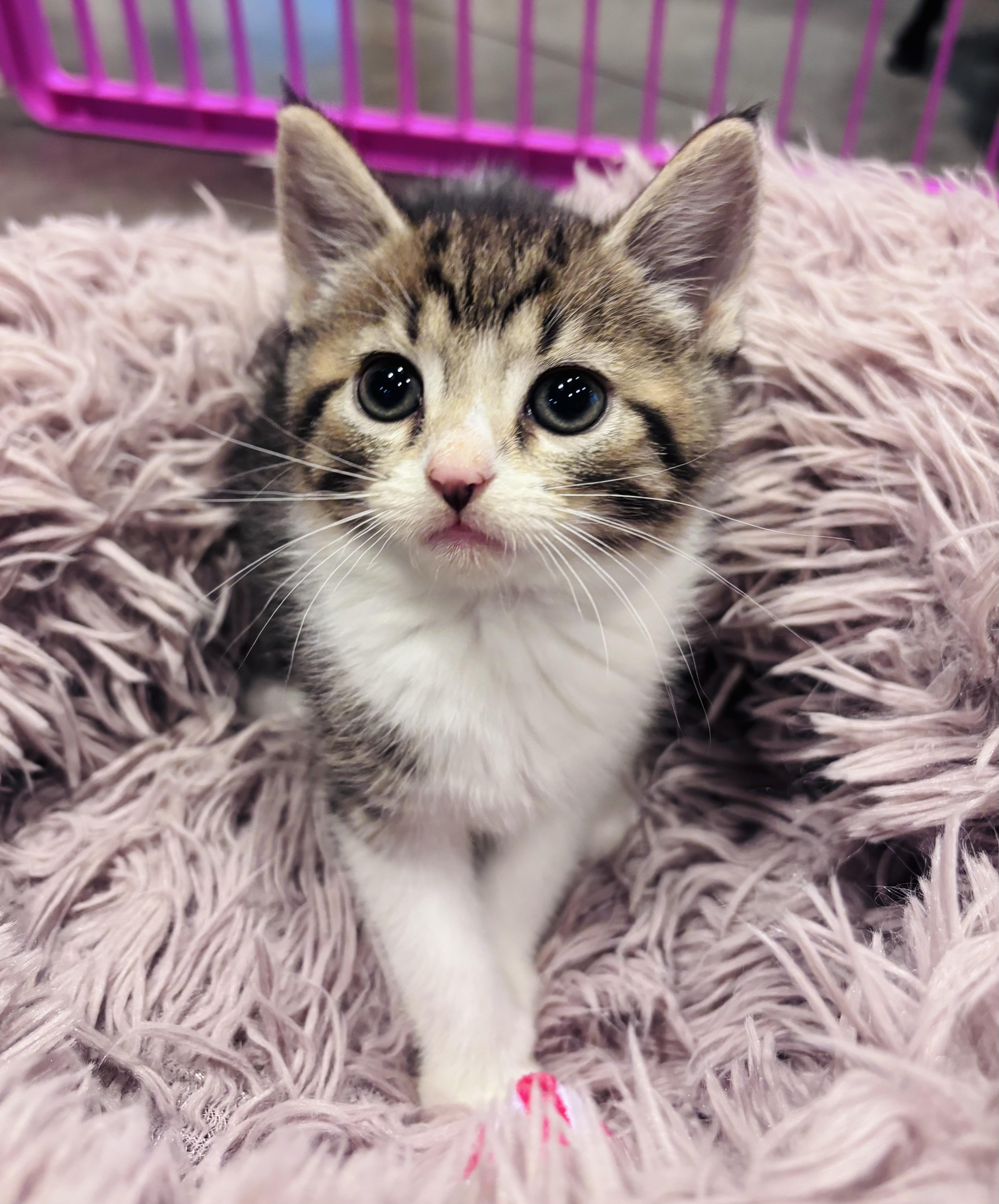Enlarge Mackerel, an adopted Domestic Medium Hair in Salisbury, NC image 1/6