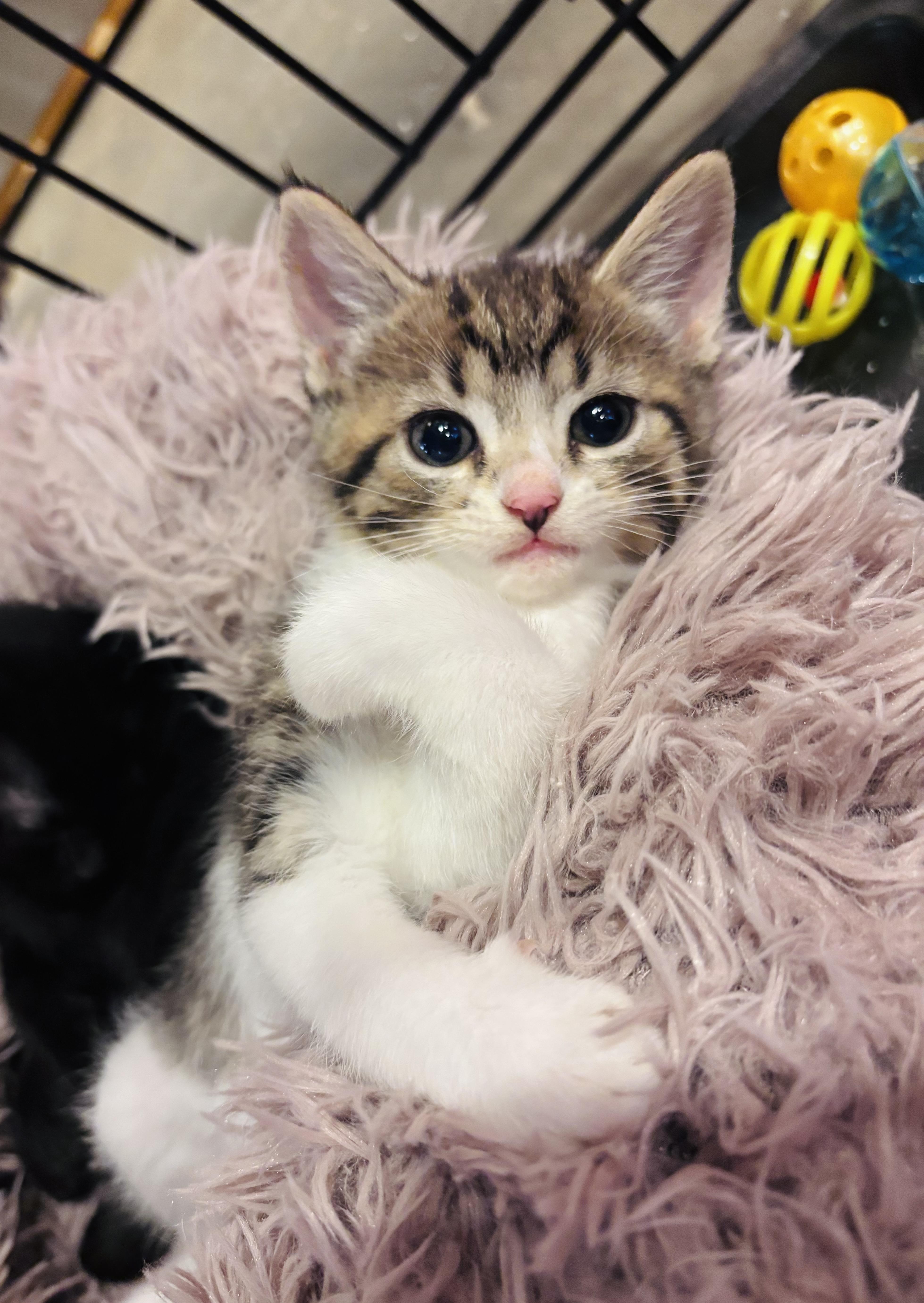 Enlarge Mackerel, an adopted Domestic Medium Hair in Salisbury, NC image 5/6