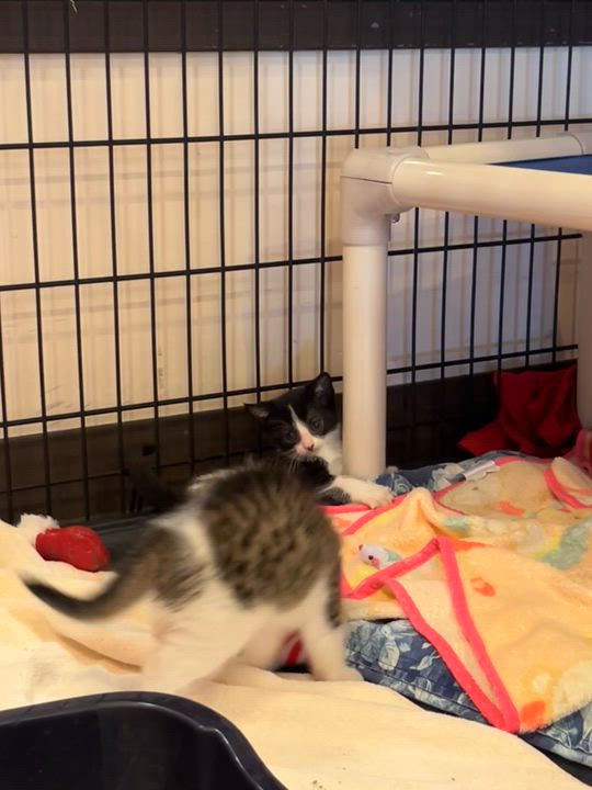 Enlarge Mackerel, an adopted Domestic Medium Hair in Salisbury, NC video 4/6