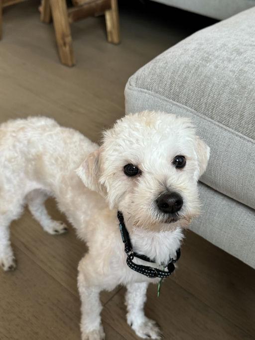 Leo, an adoptable Maltese in Los Angeles, CA image 2/6