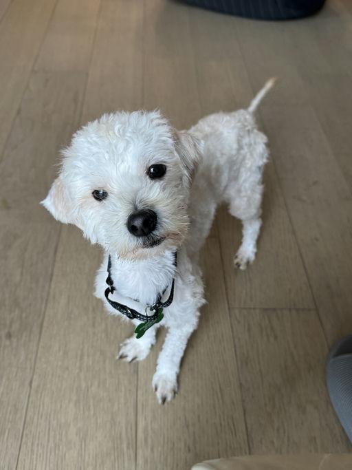 Leo, an adoptable Maltese in Los Angeles, CA image 6/6